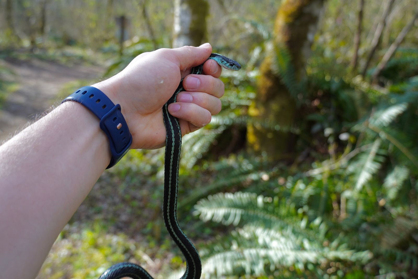 Puget Sound garter snake (Thamnophis sirtalis pickeringii) held in a hand beside ferns, Western Washington