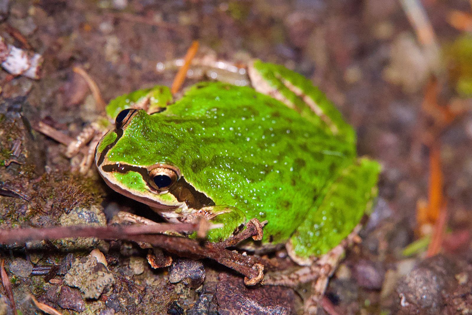 A tree frog among twigs and leaf litter, Western Washington
