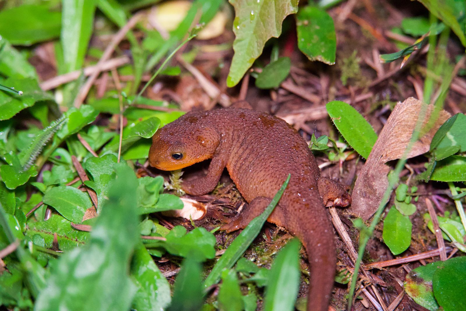 A salamander among green leaves and fallen needles, Western Washington
