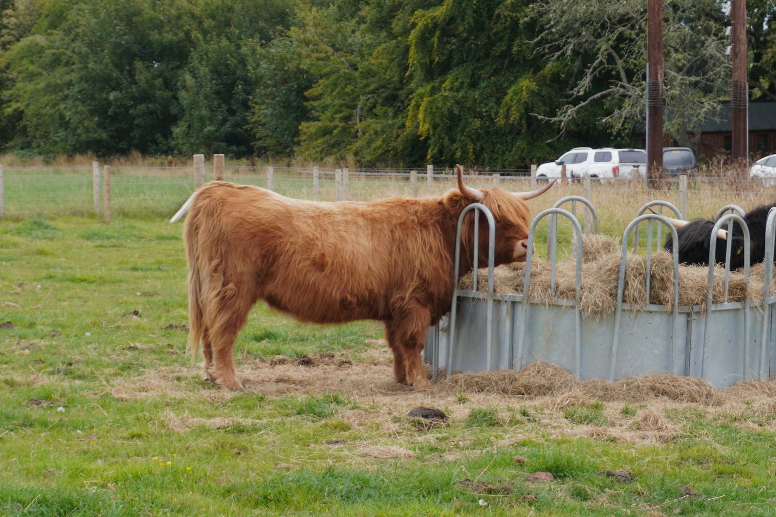 Two cattle at a hay feeder in a fenced field, Loch Ness