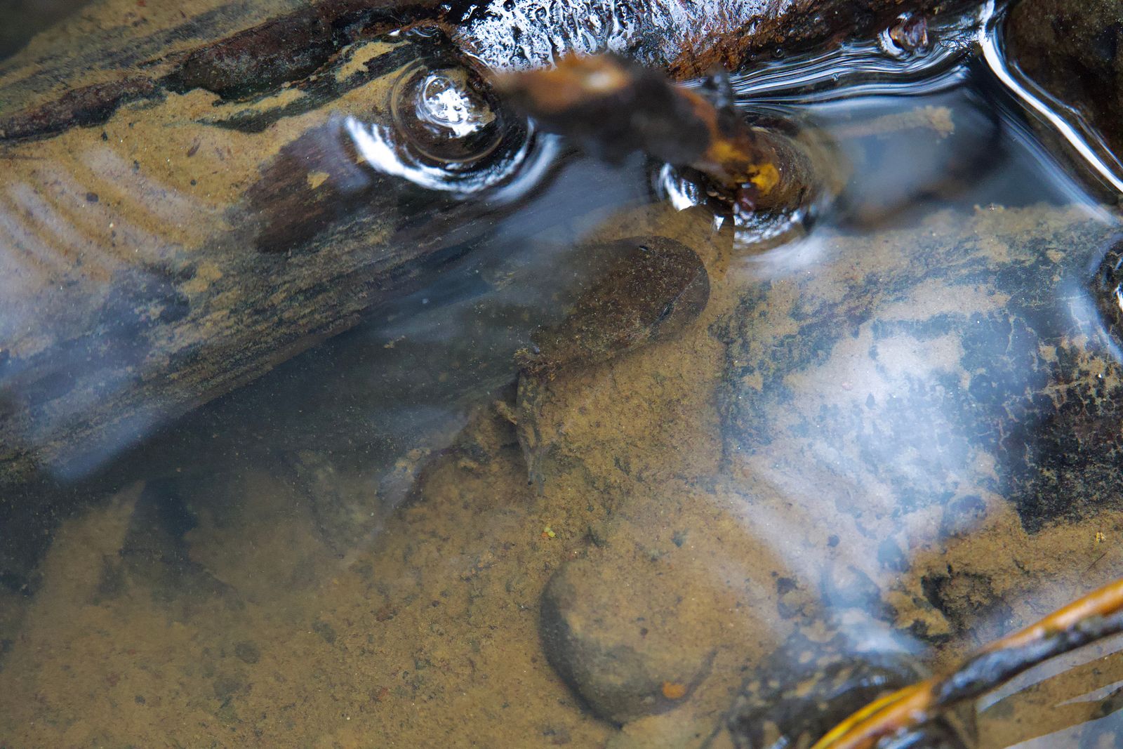 Pacific giant salamander (Dicamptodon tenebrosus) underwater among rocks, Western Washington