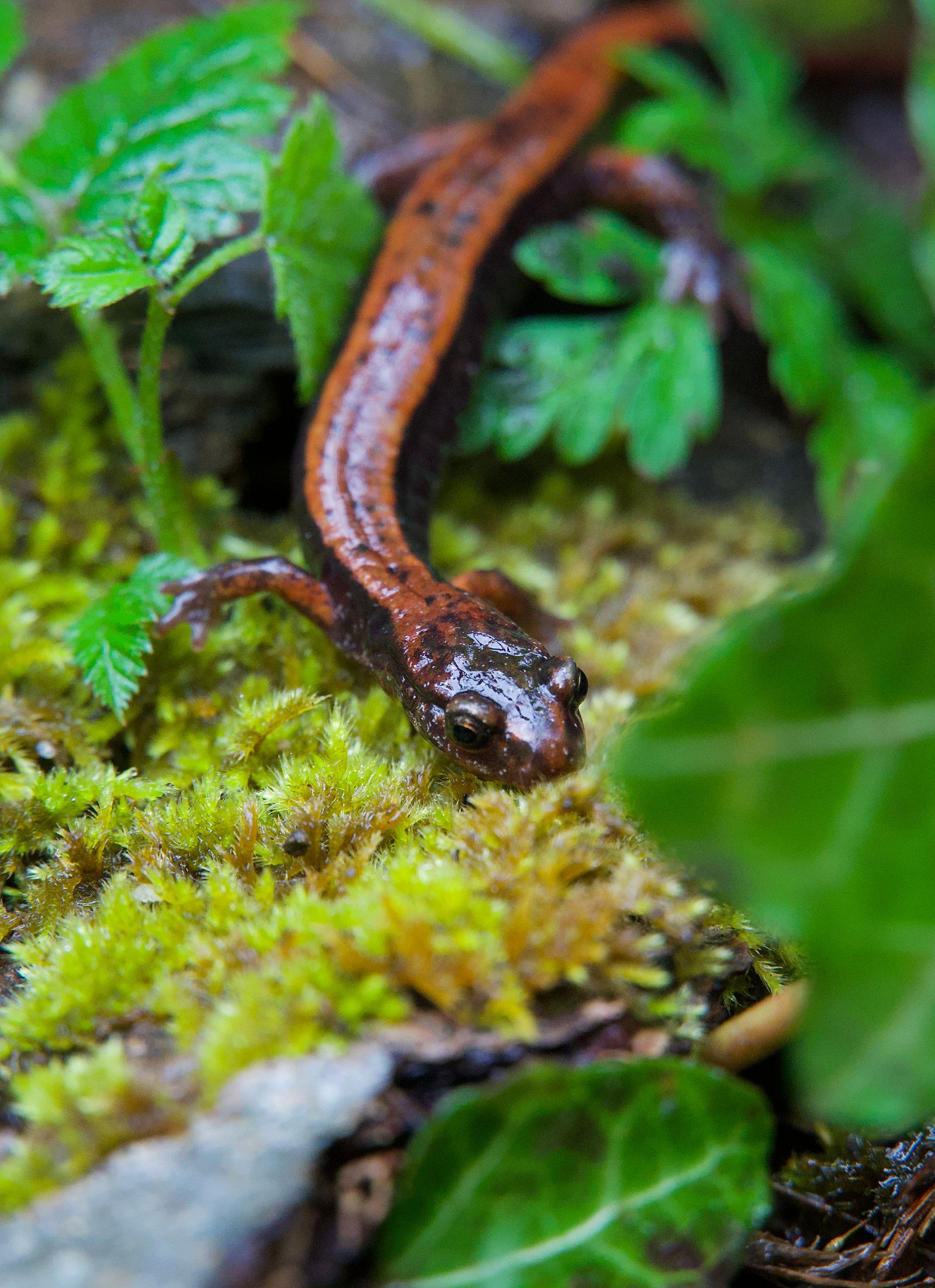 A salamander resting on moss among green leaves, Western Washington