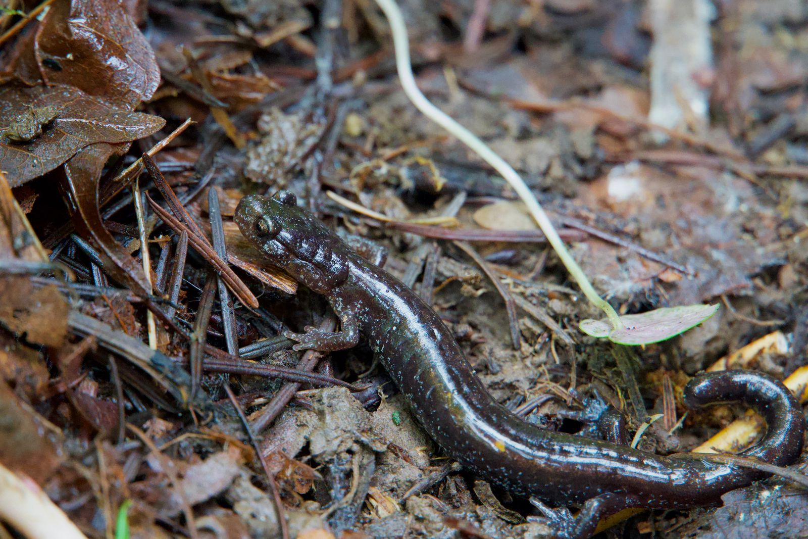 Dunn's salamander (Plethodon dunni) resting on leaf litter, Western Washington