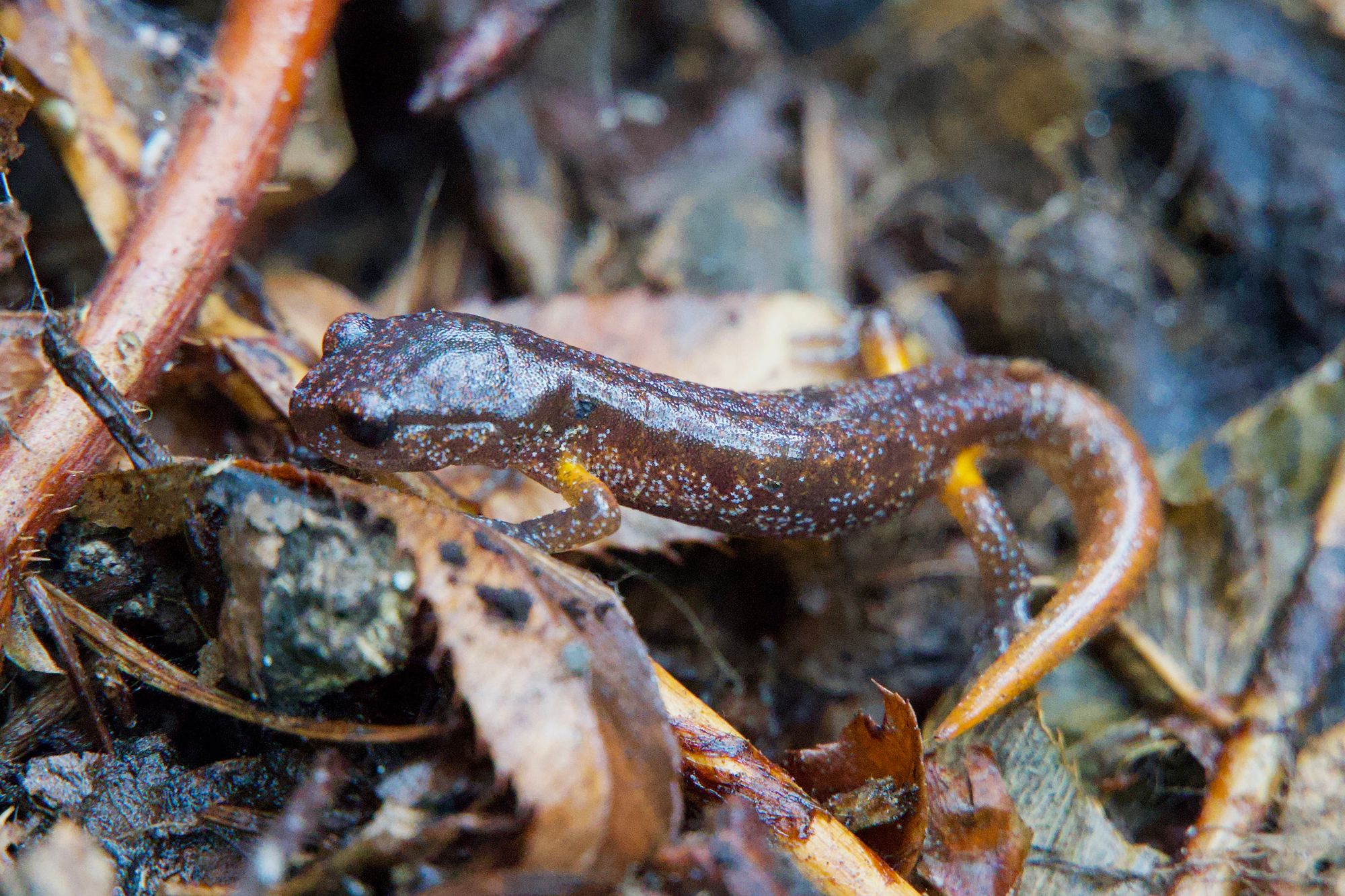 Ensatina (Ensatina eschscholtzii) on leaf litter, Western Washington
