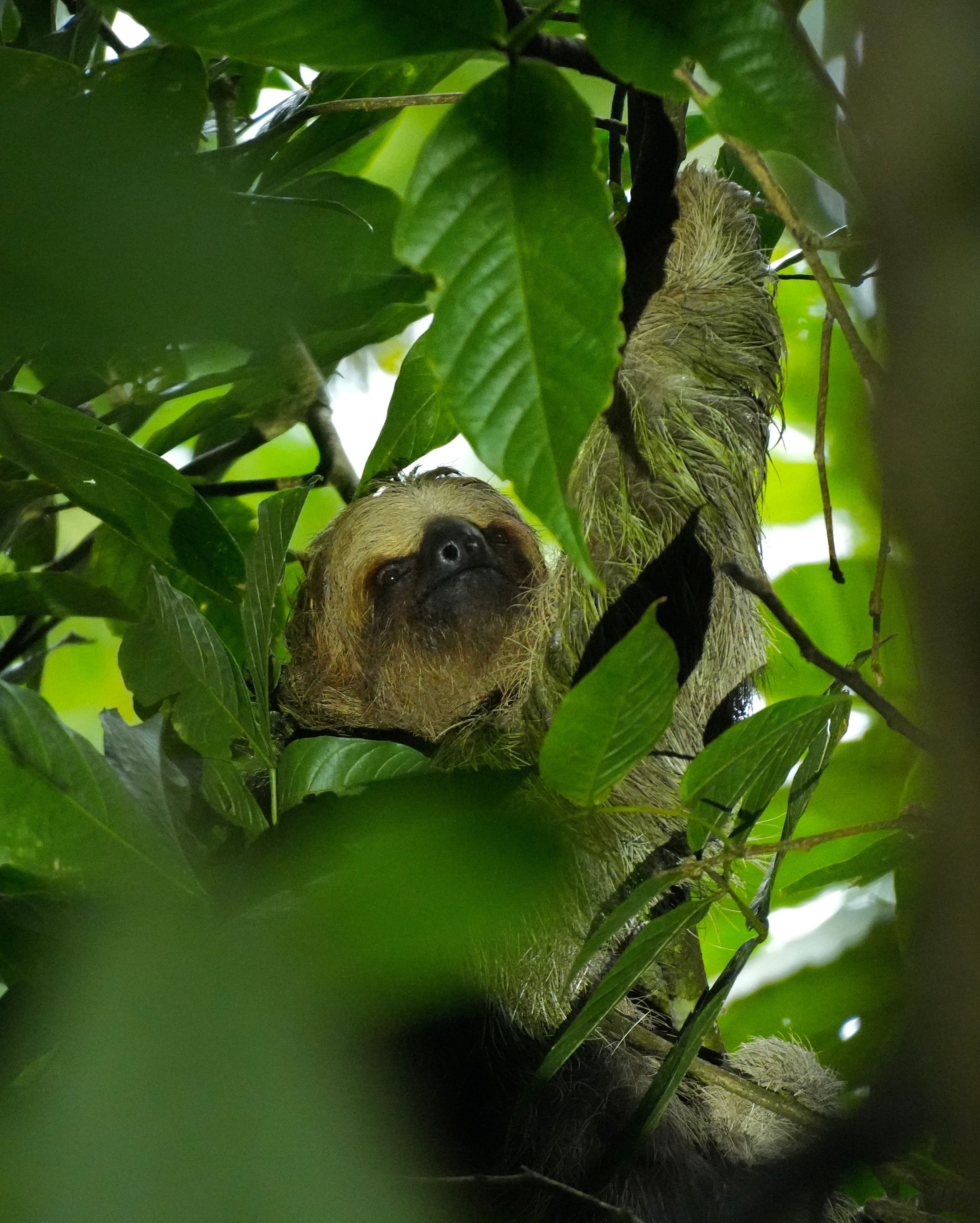 Costa Rica Tenorio National Park August 2026