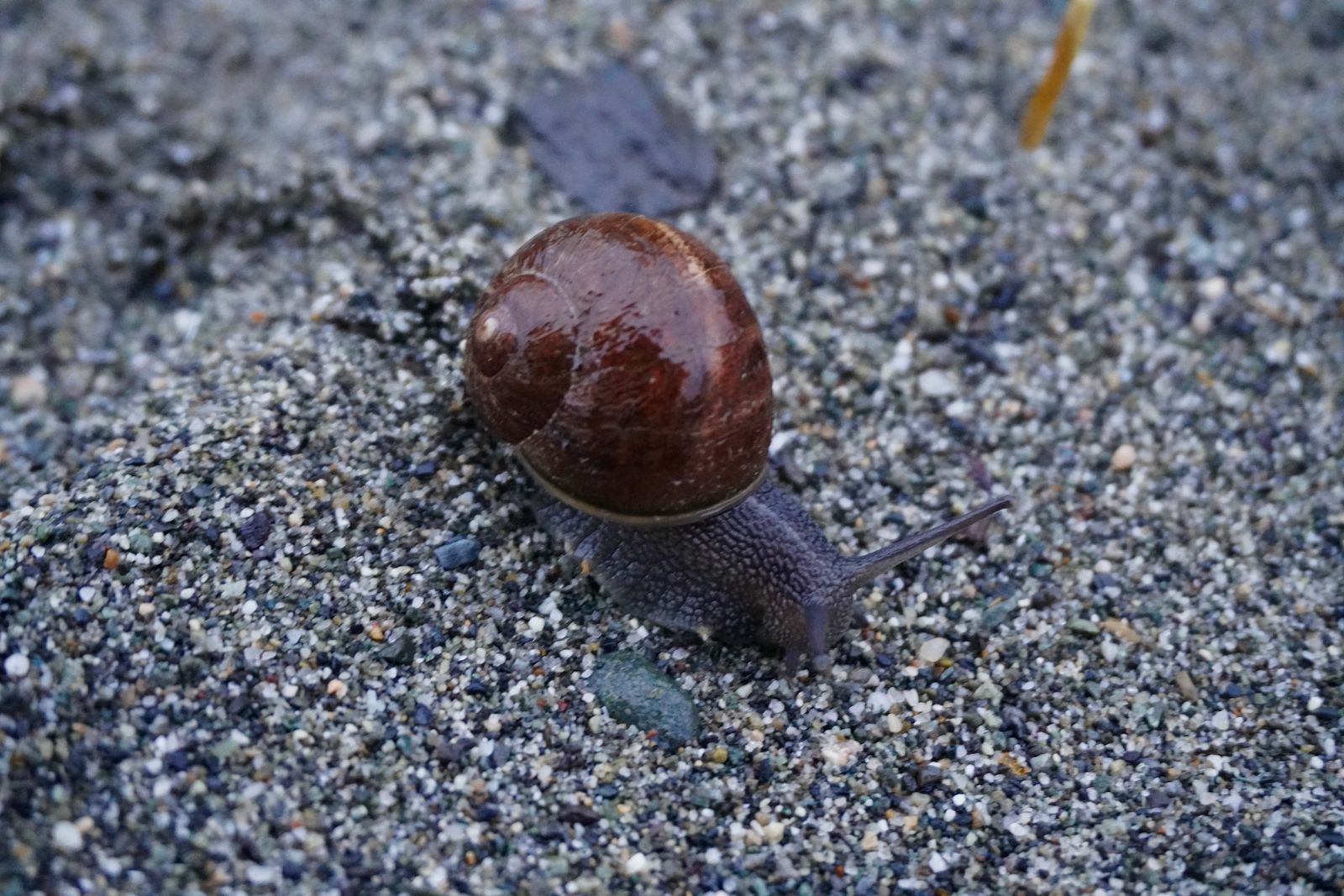 Garden snail (Cornu aspersum) on coarse sand and small stones, Fort Worden