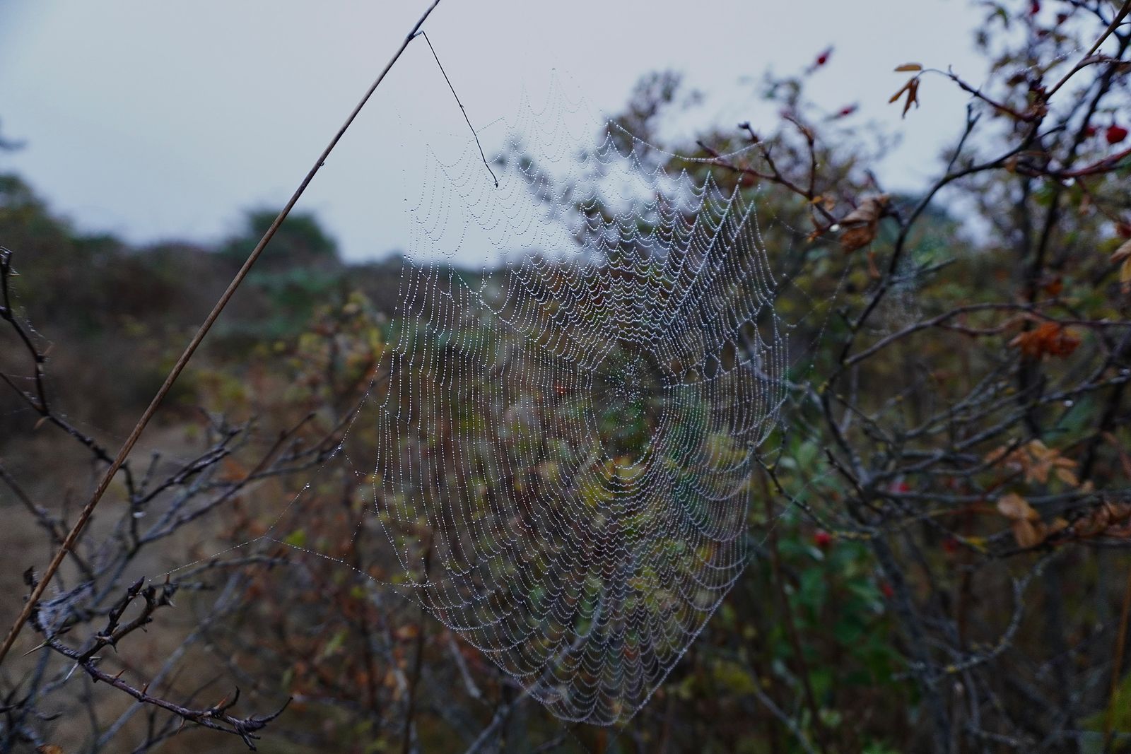 Spider web with water droplets between branches, Fort Worden