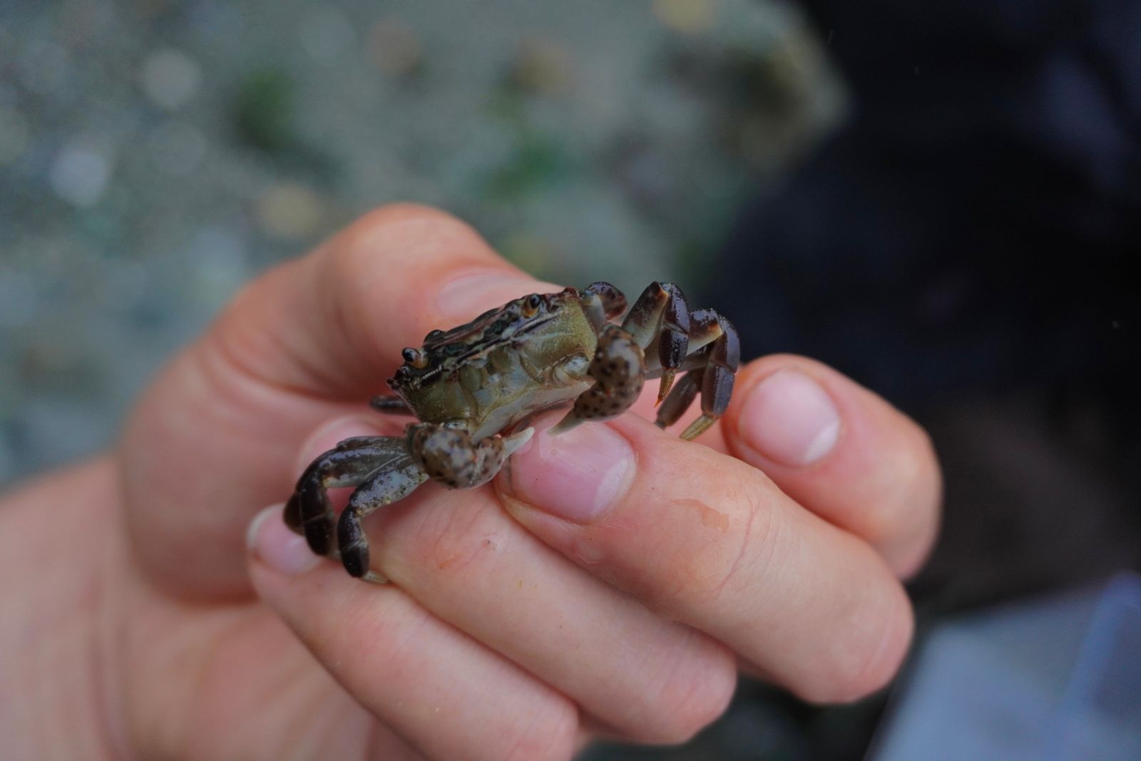 Purple shore crab (Hemigrapsus nudus) held between fingers, Fort Worden