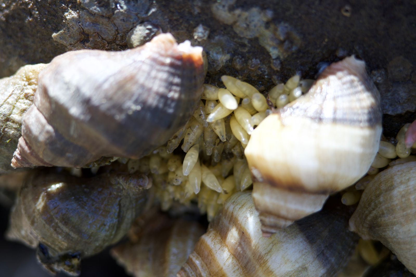 Sea snails clustered on rock around pale yellow capsules, Puget Sound