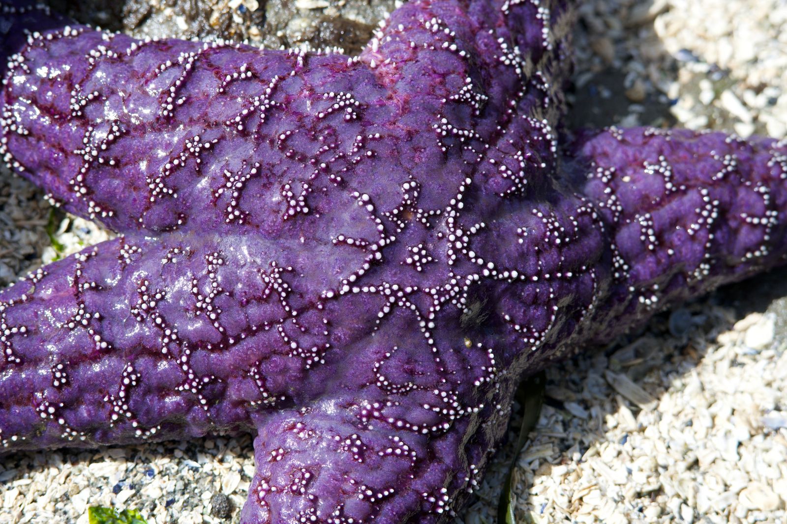 A purple sea star on rock and broken shells, Puget Sound