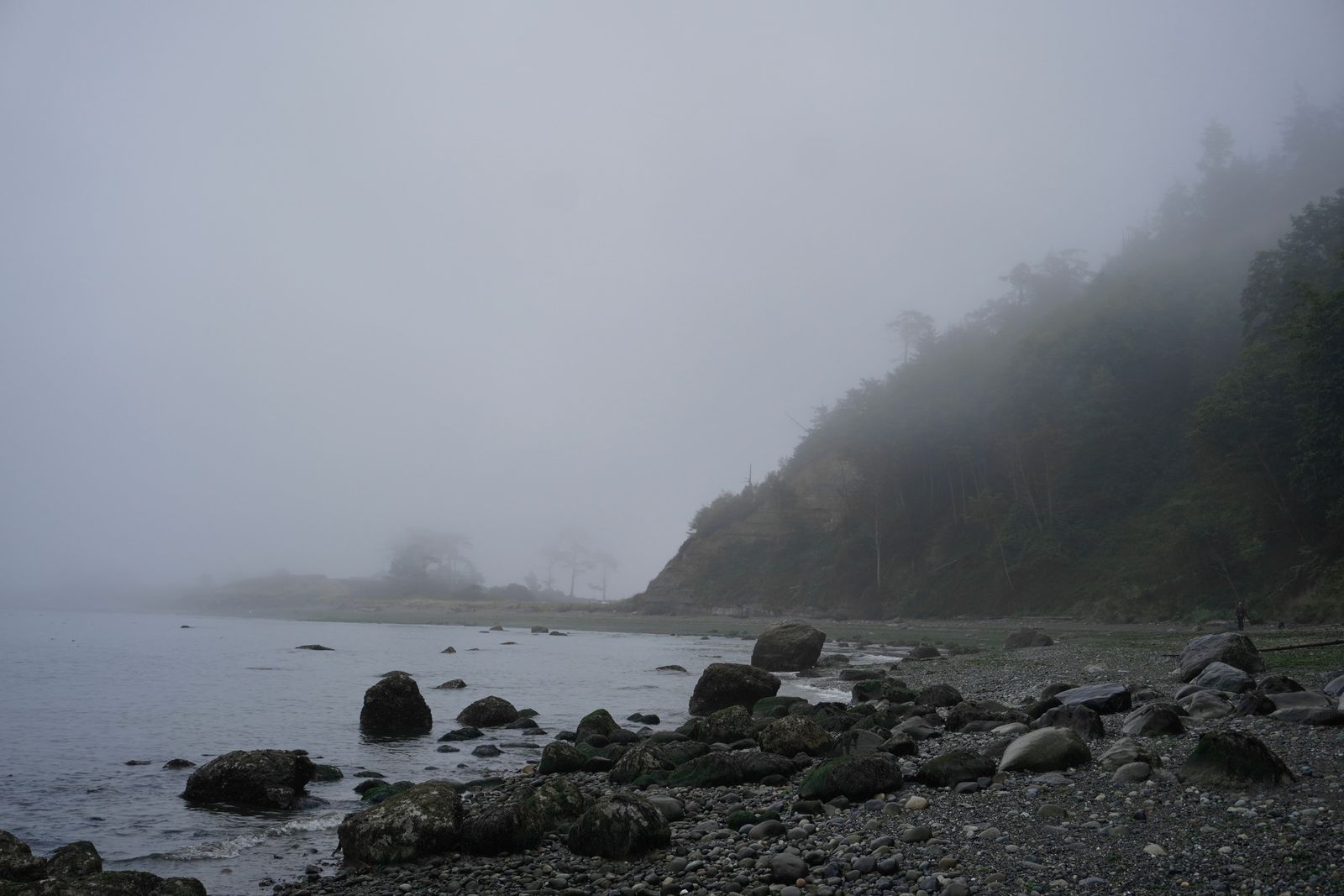 Rocky shoreline below a wooded bluff in fog, Fort Worden