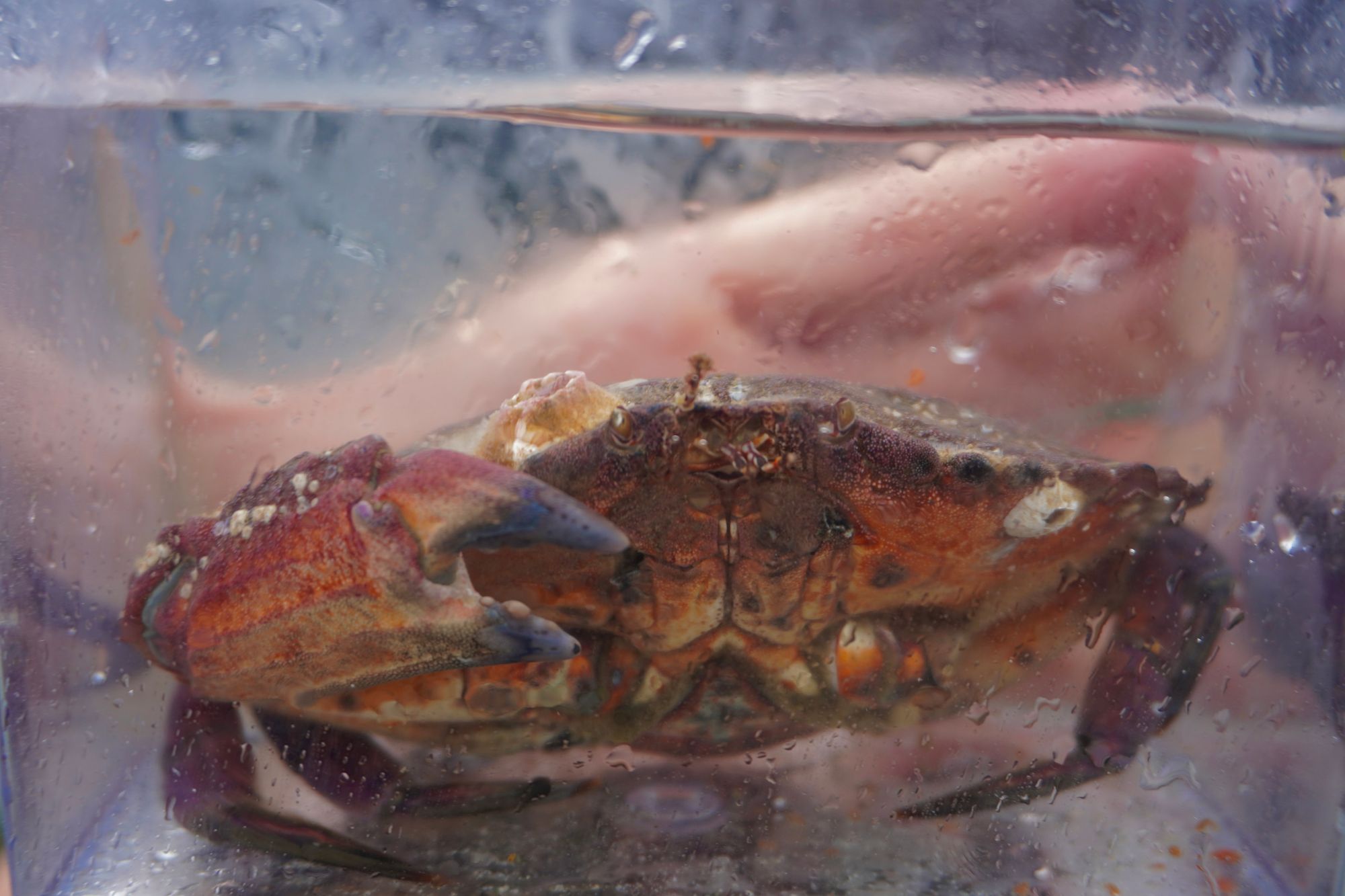 Red rock crab (Cancer productus) in a clear water-filled container, Fort Worden