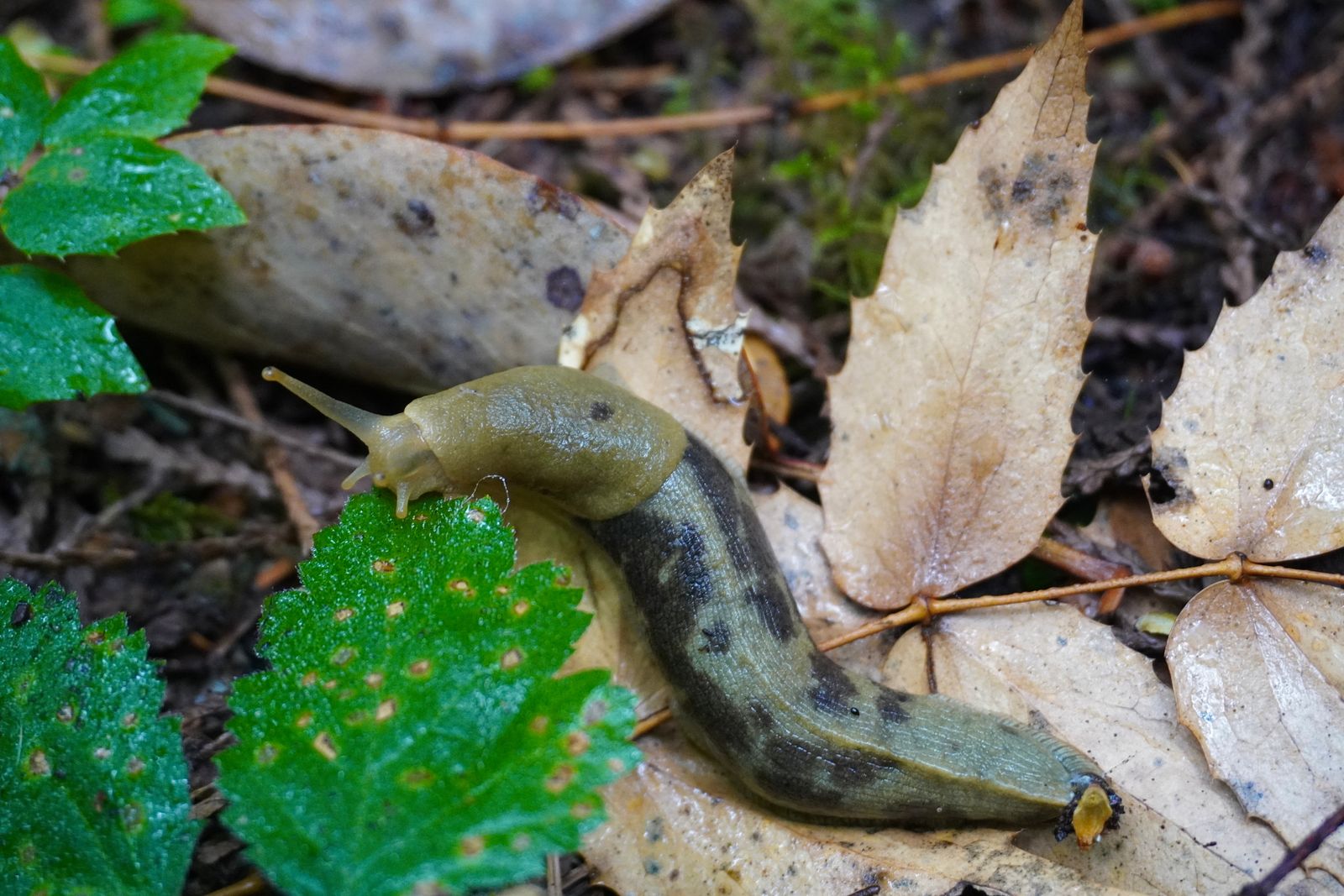 Pacific banana slug (Ariolimax columbianus) on fallen leaves beside green foliage, Fort Worden