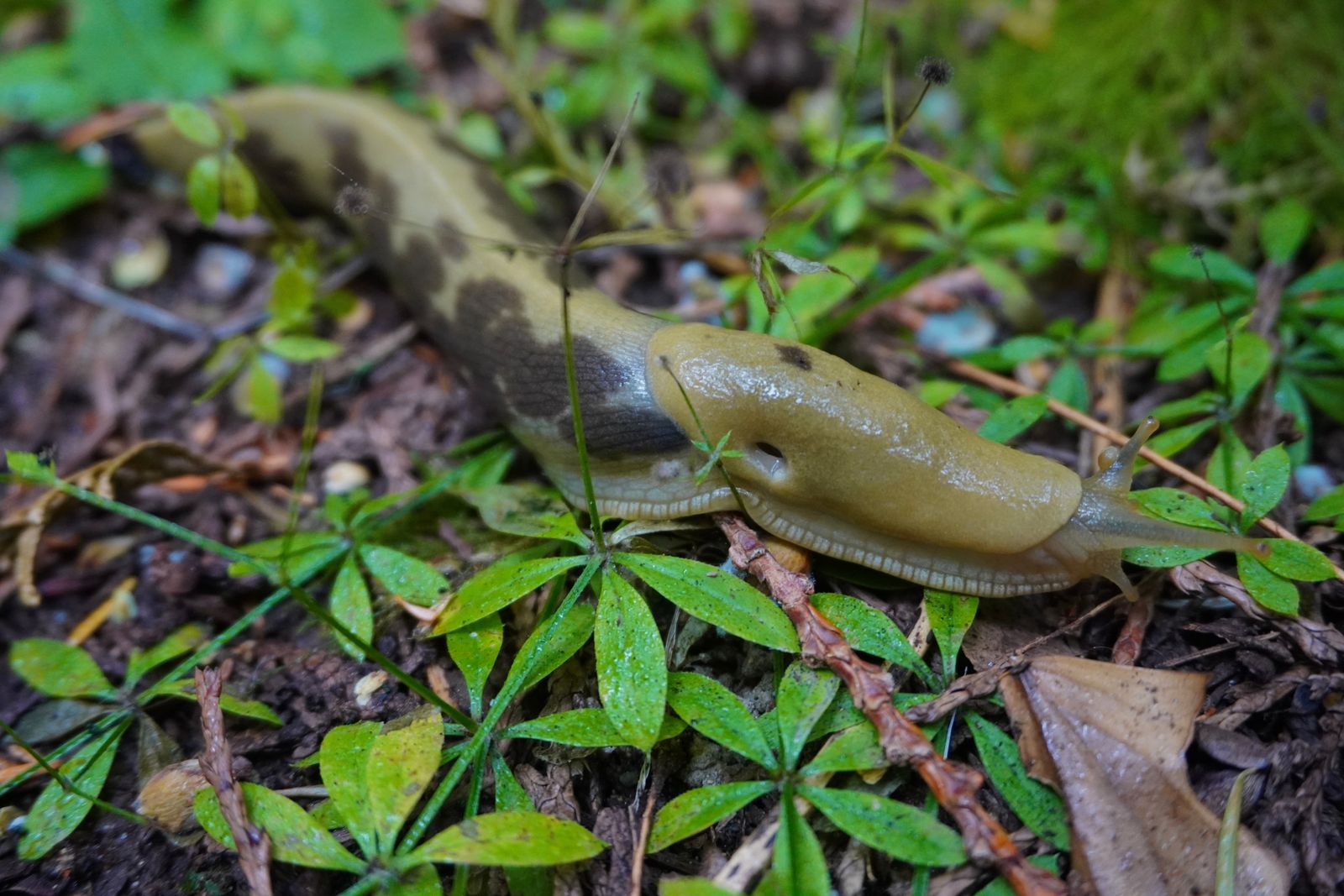 Pacific banana slug (Ariolimax columbianus) on leaf litter among small green plants, Fort Worden