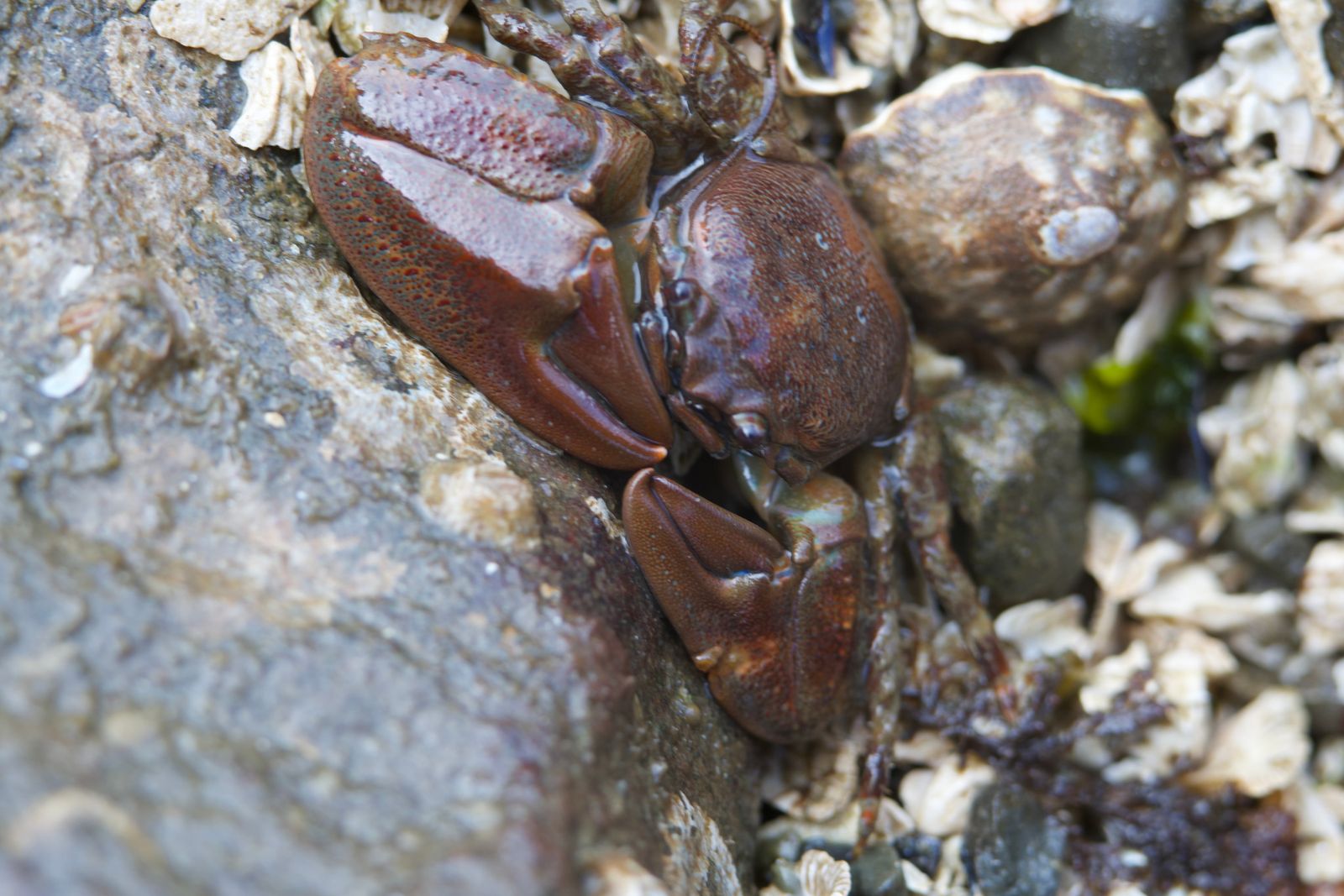 Flattop crab (Petrolisthes eriomerus) among rocks, broken shells and barnacles, Puget Sound