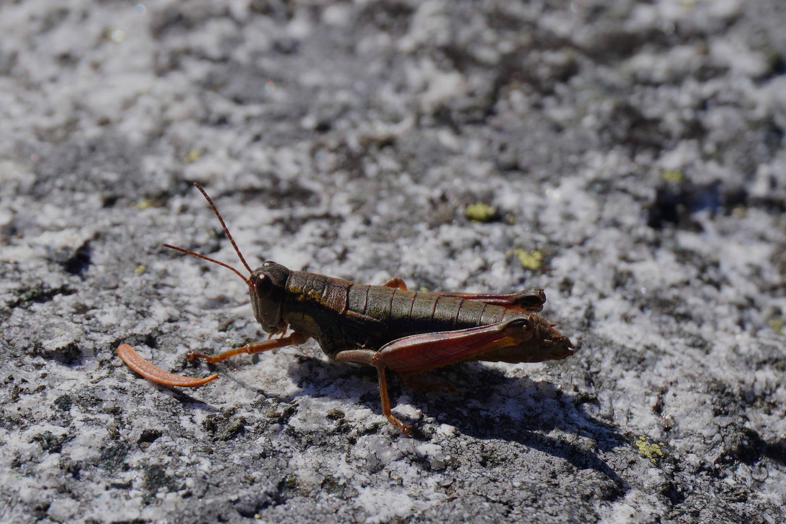 Grasshopper (Prumnacris) on rough gray rock beside a fallen needle, Fort Worden