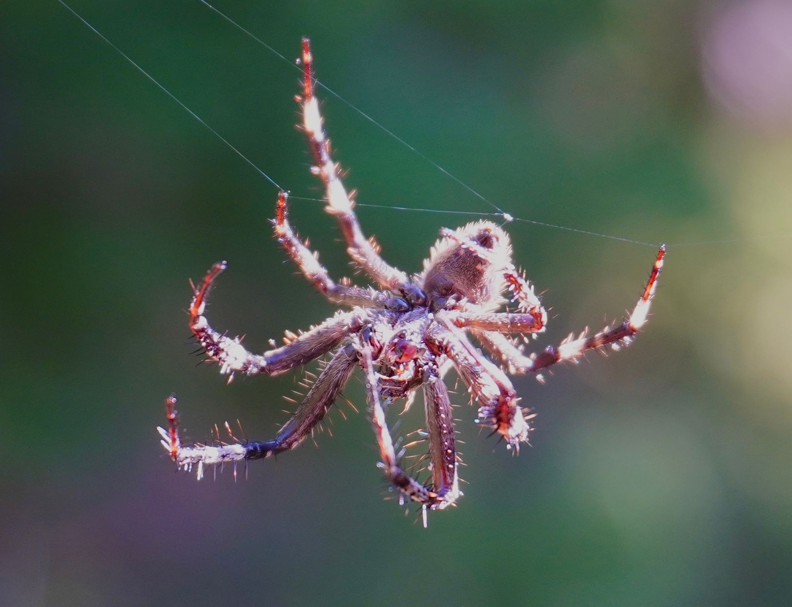 A brown spider hanging in its web, Fort Worden