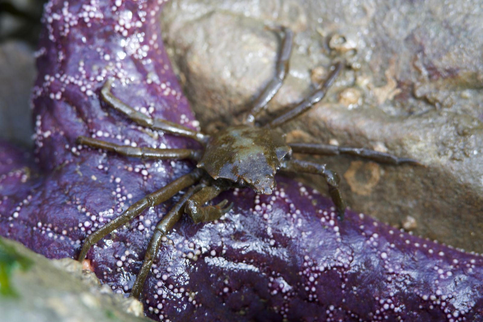 Northern kelp crab (Pugettia producta) on a purple sea star beside wet rocks, Puget Sound