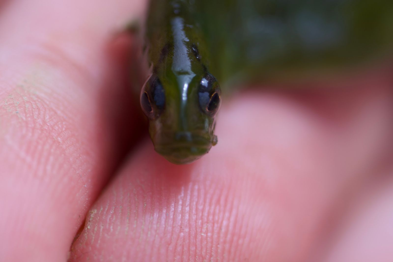 Crescent gunnel (Pholis laeta) held on fingers, Puget Sound