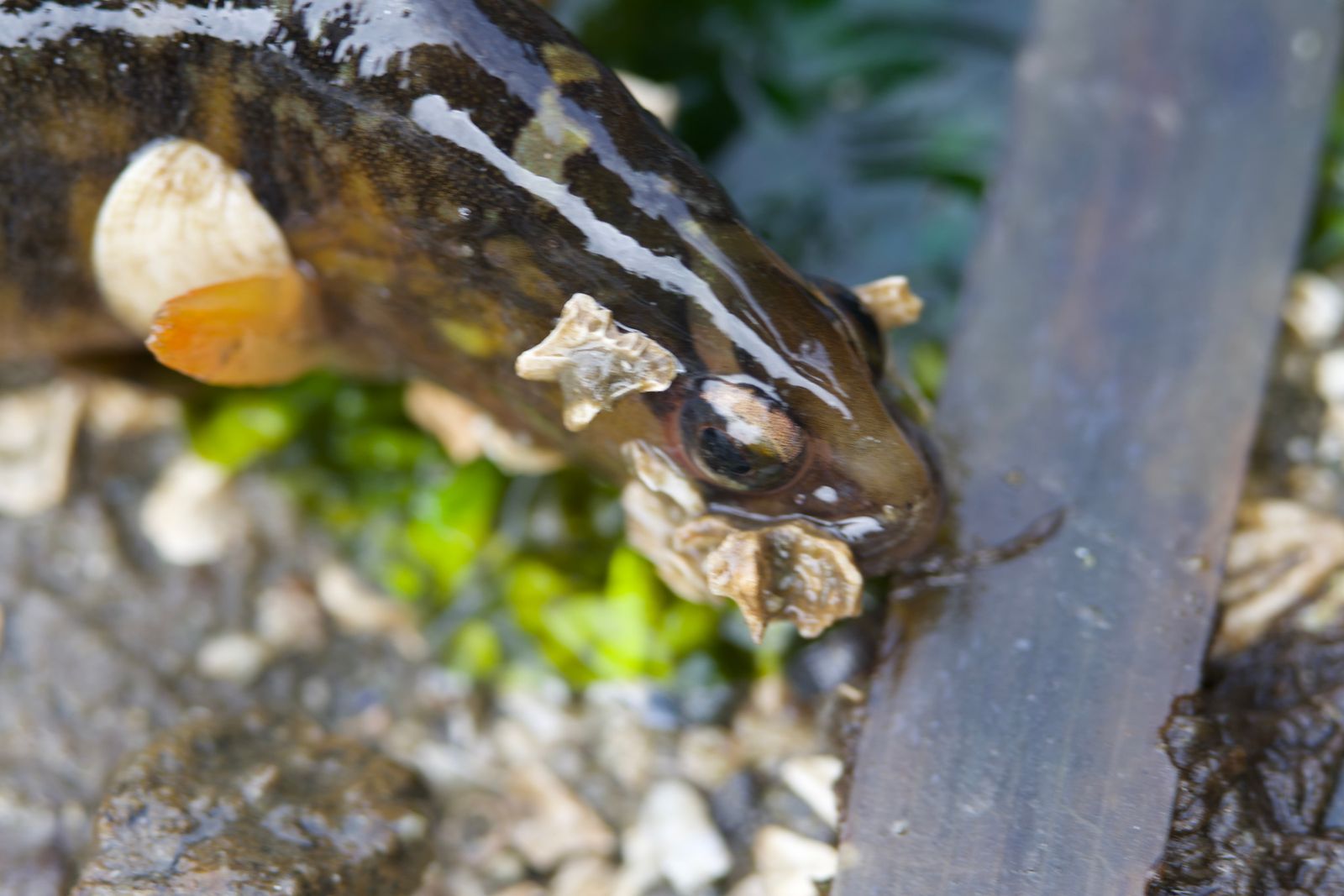 Crescent gunnel (Pholis laeta) among shell fragments and green seaweed, Puget Sound