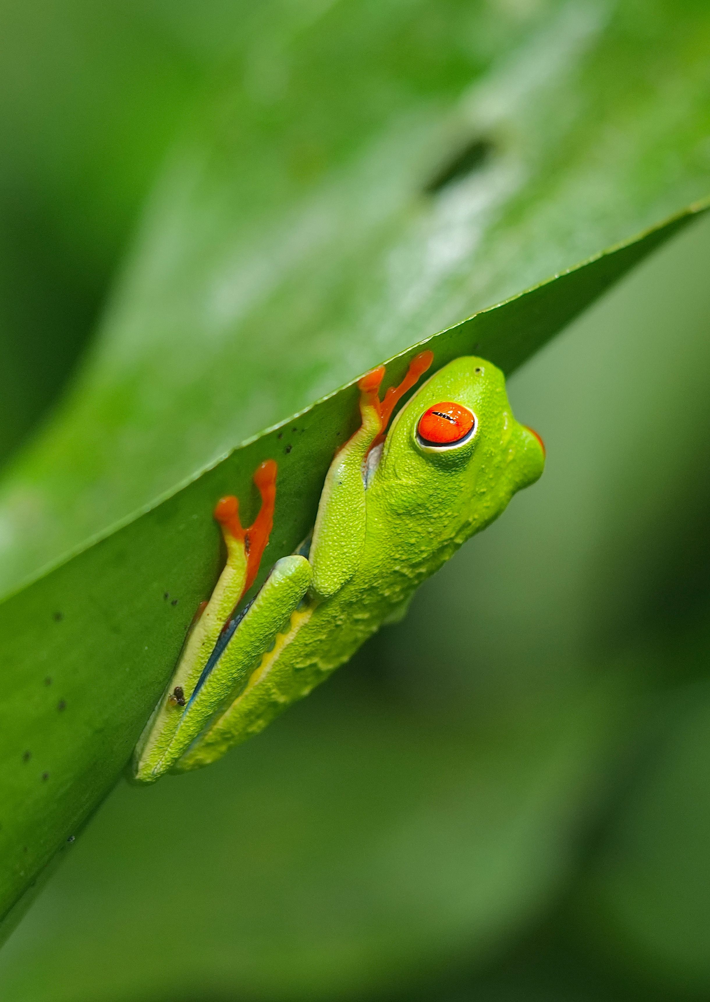 Bijagua, Costa Rica — cover photograph