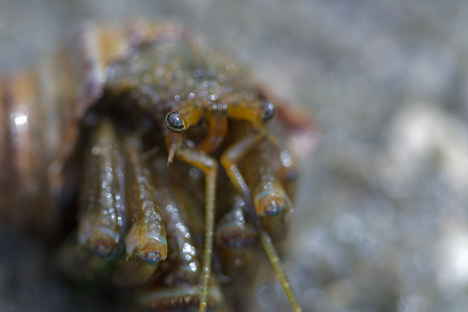 A brown and olive crab, Puget Sound