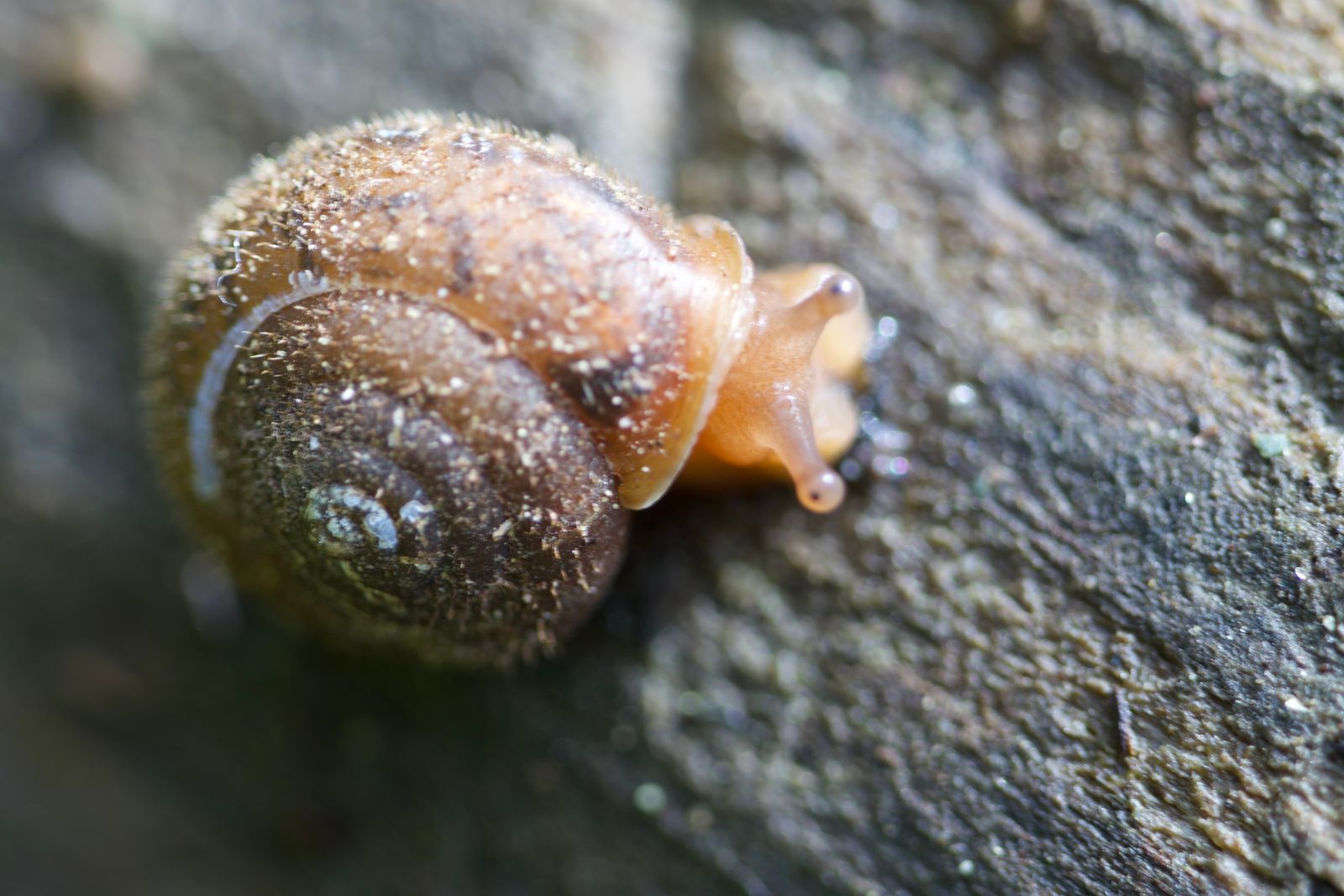 A brown-shelled snail on rough bark, Puget Sound