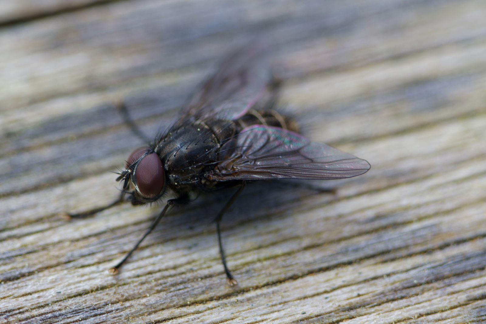 Fly (Helina) standing on weathered wood, Puget Sound