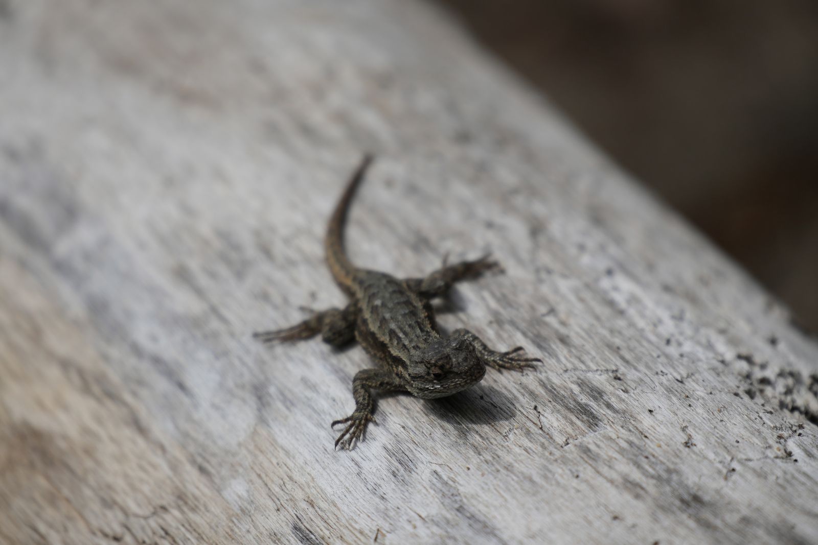 A striped lizard resting on pale weathered wood, Puget Sound