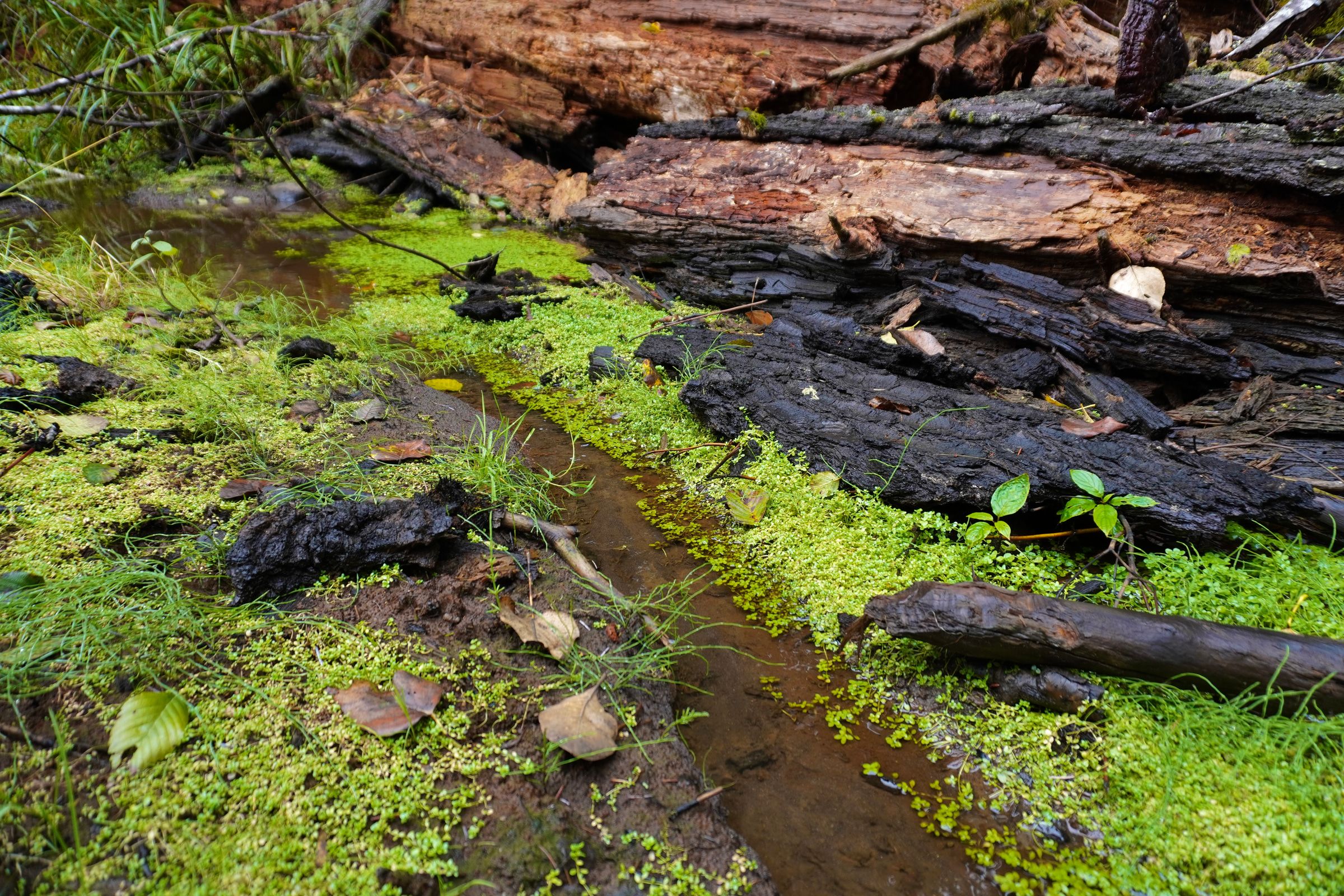 Enumclaw, Washington — cover photograph