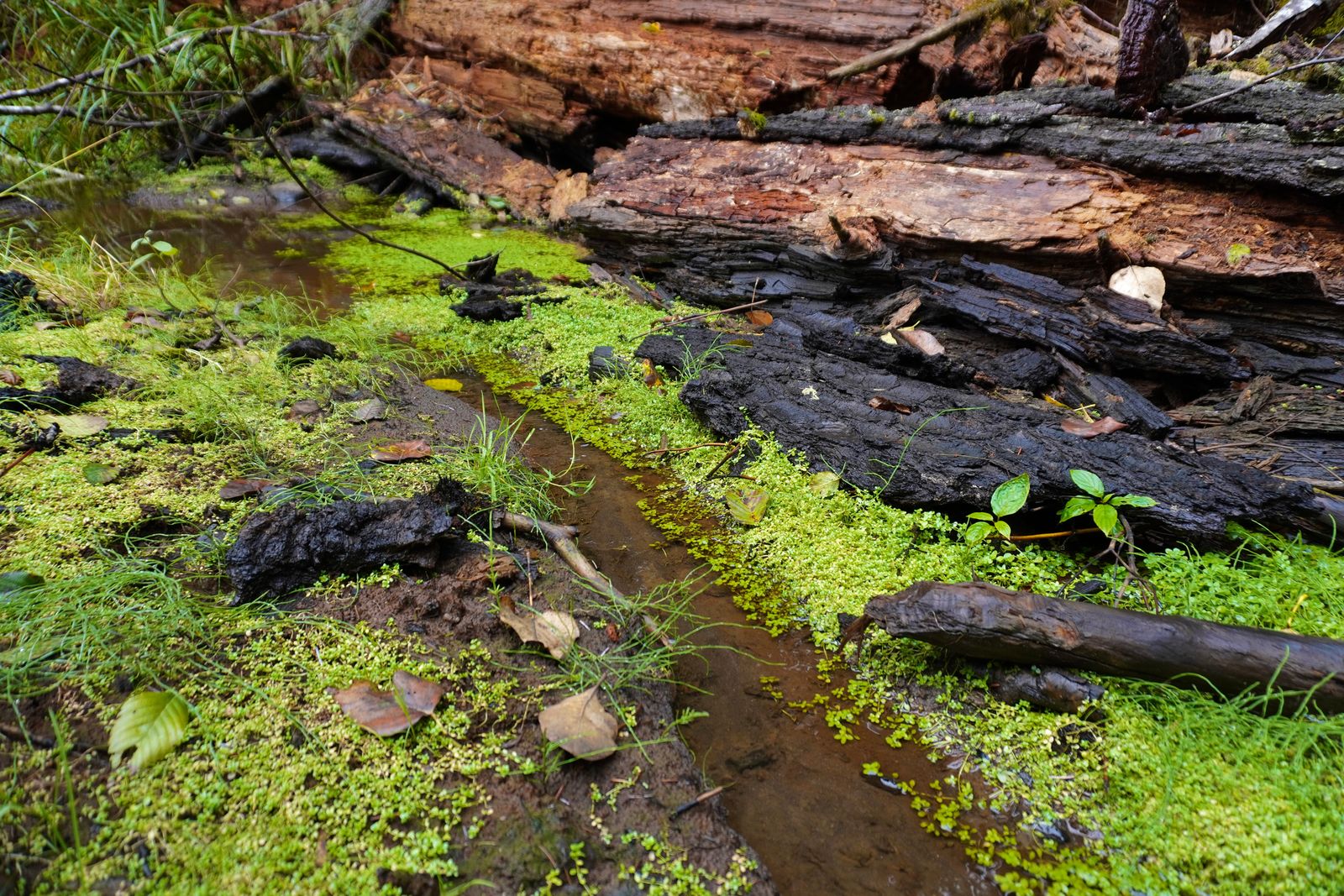 Fallen logs beside shallow water and small green plants, Enumclaw