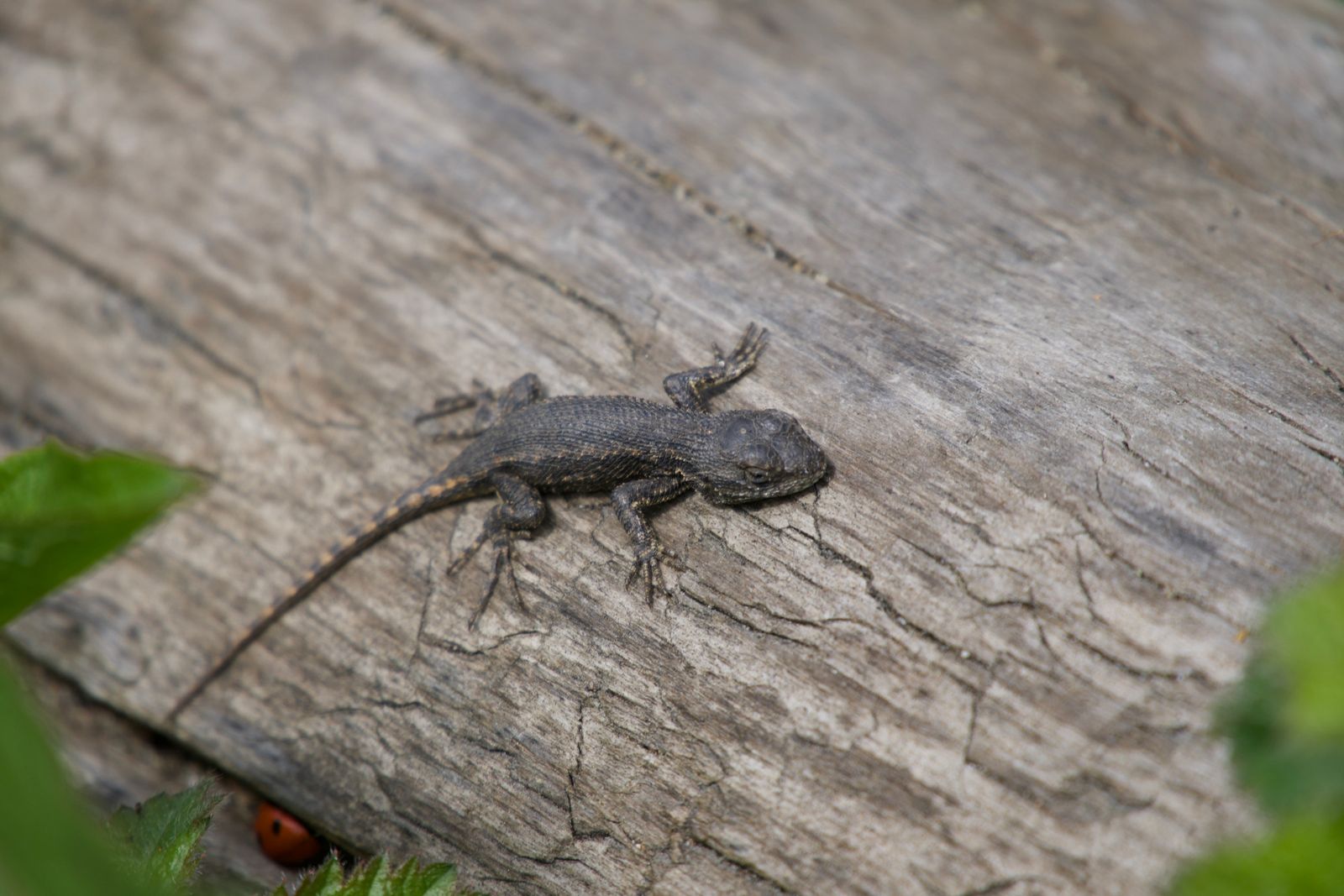 Western fence lizard (Sceloporus occidentalis) resting on cracked wood beside green leaves, Puget Sound