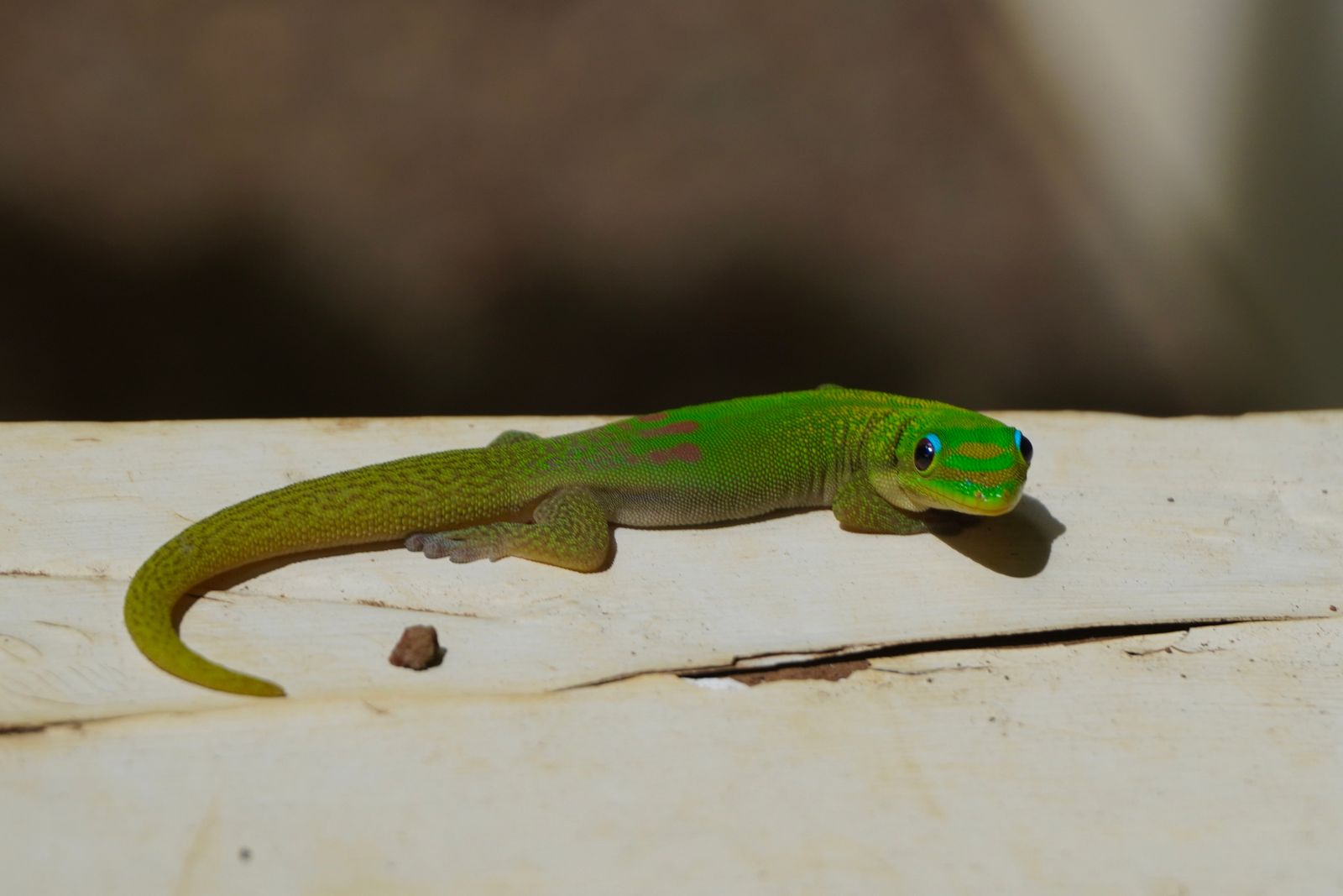 A green lizard on cracked white-painted wood, Northern Kauai