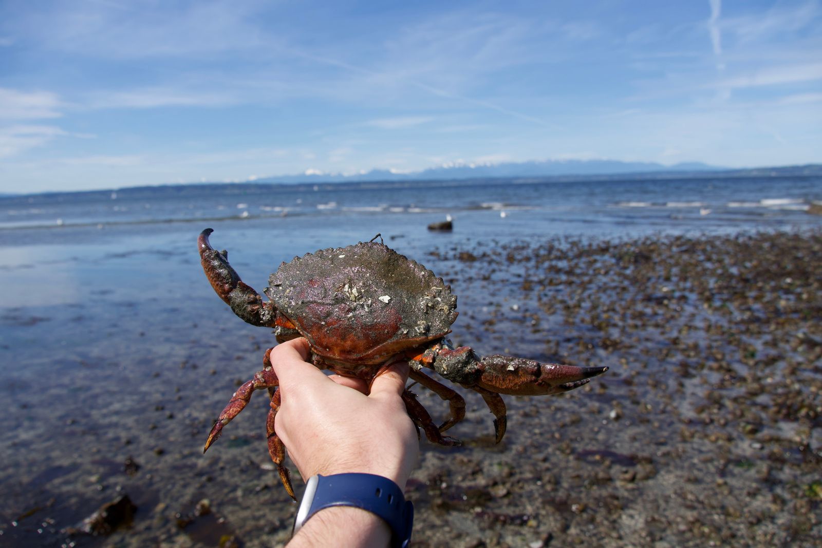 A crab held above a rocky Puget Sound shore