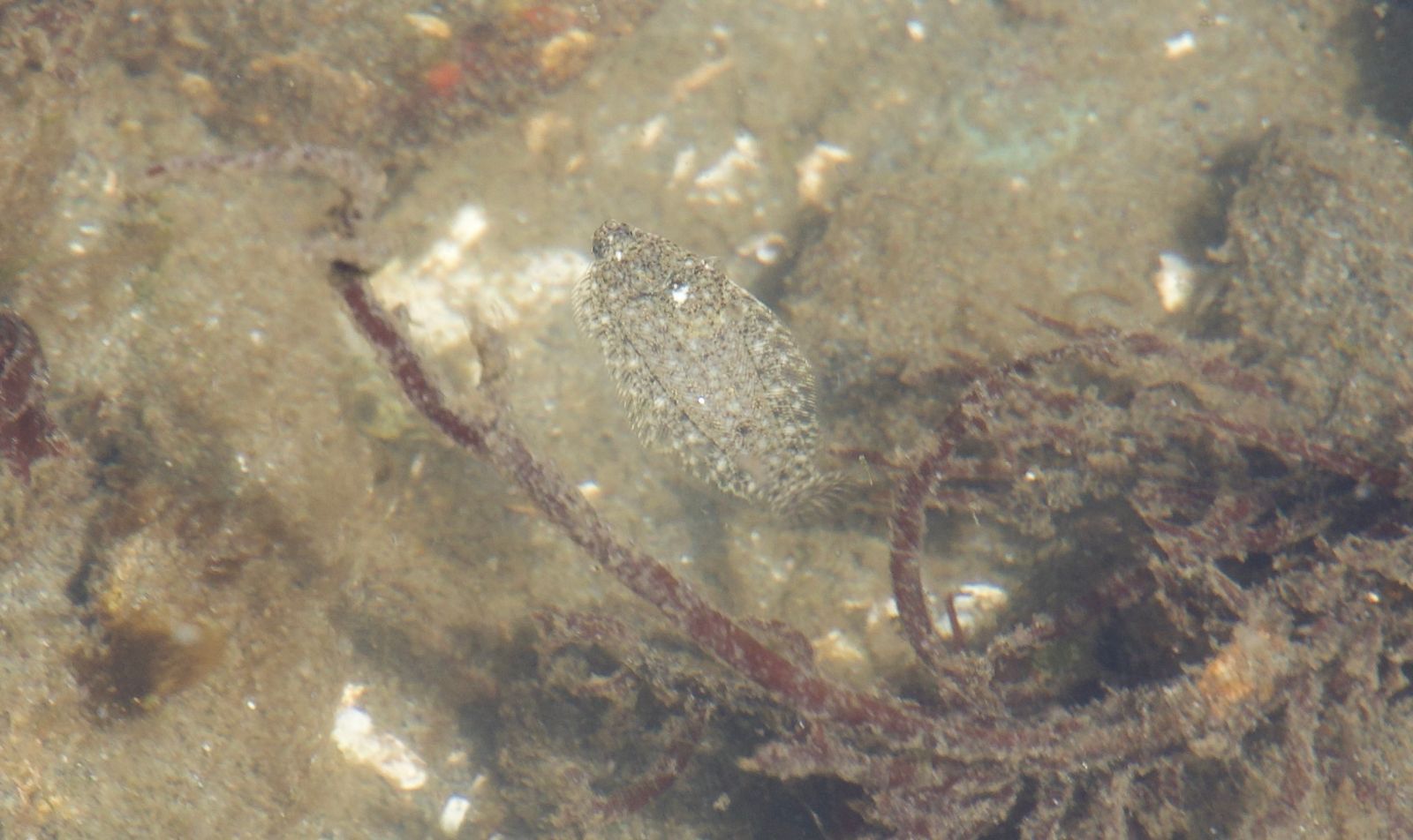 Flatfish (Pleuronectoidei) over a sandy bottom beside reddish seaweed, Puget Sound