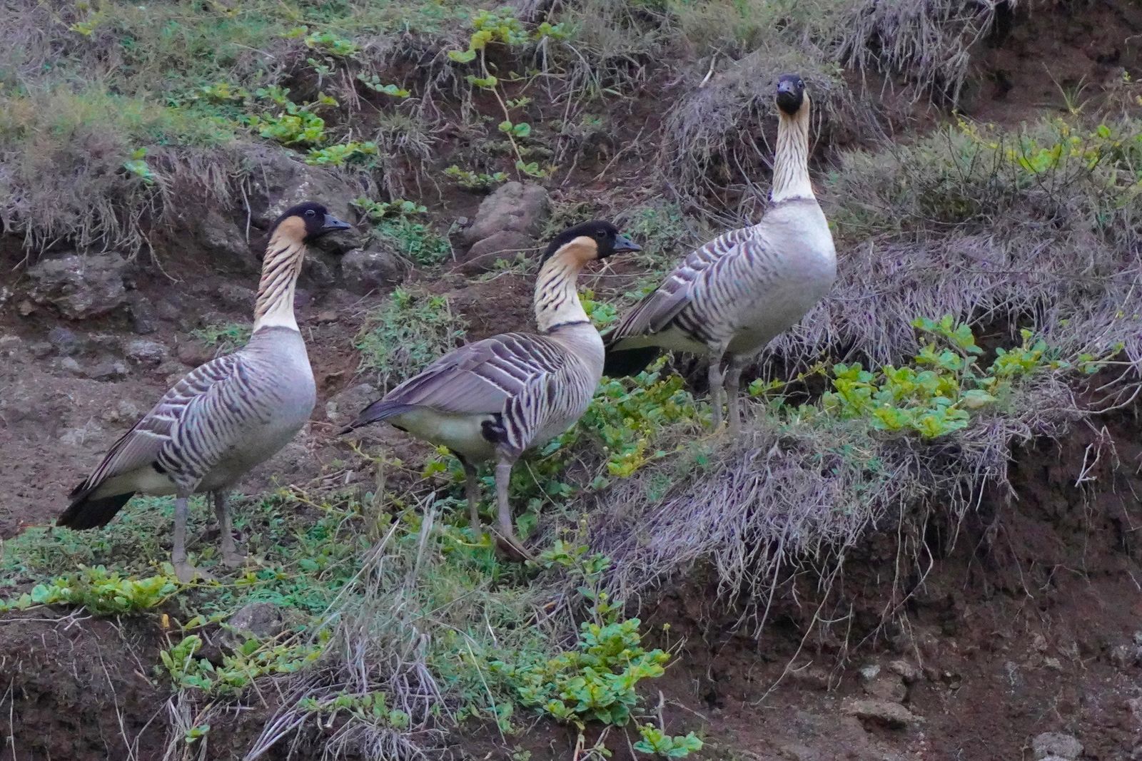 Three geese on a rocky slope among low plants, Northern Kauai