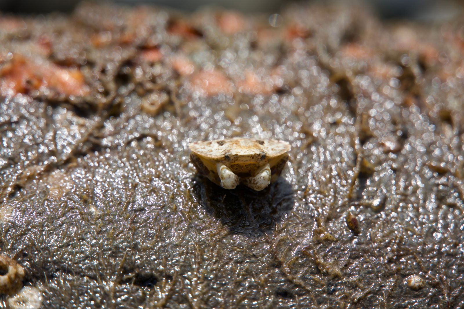 Red rock crab (Cancer productus) on wet rock, Puget Sound