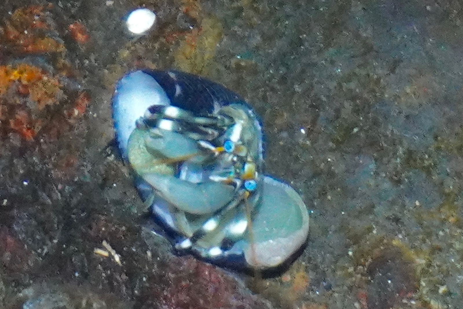 A blue-green crab on dark rock, Northern Kauai