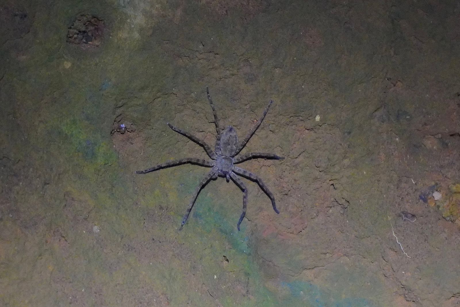 Pantropical huntsman spider (Heteropoda venatoria) resting over cracks, Northern Kauai