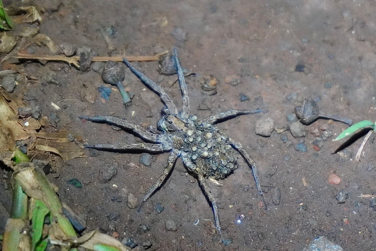 A spider carrying young on its back on stony soil, Northern Kauai