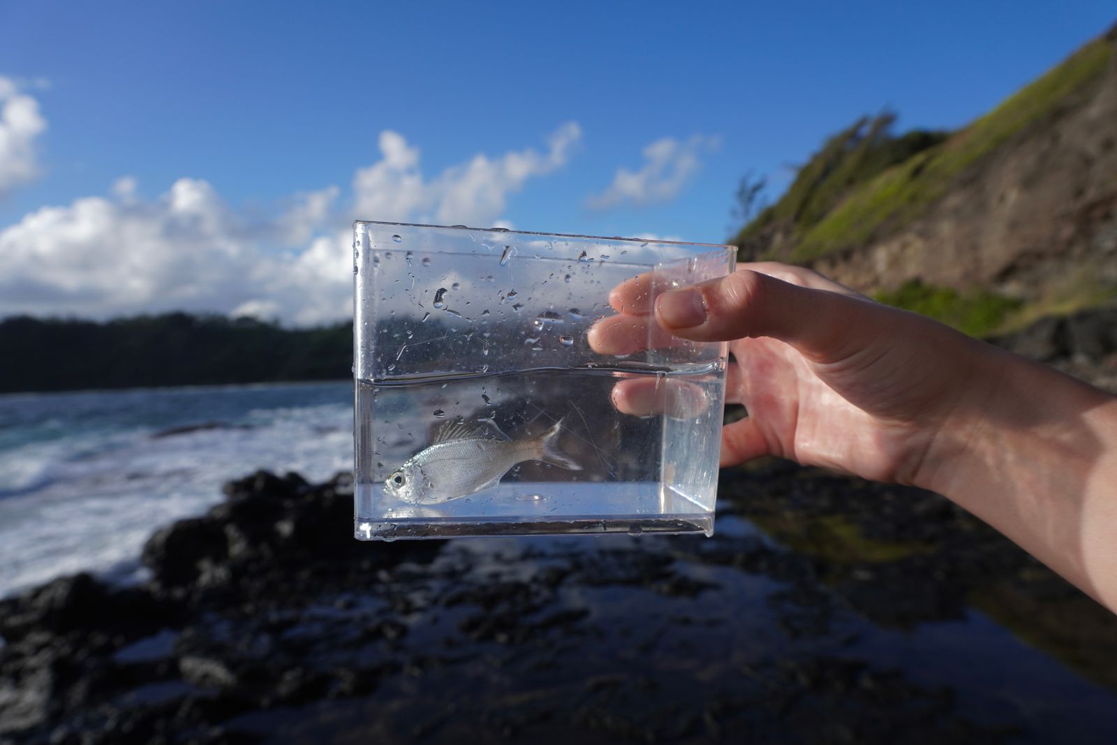 Reticulated flagtail (Kuhlia sandvicensis) in a clear container above a rocky shore, Northern Kauai