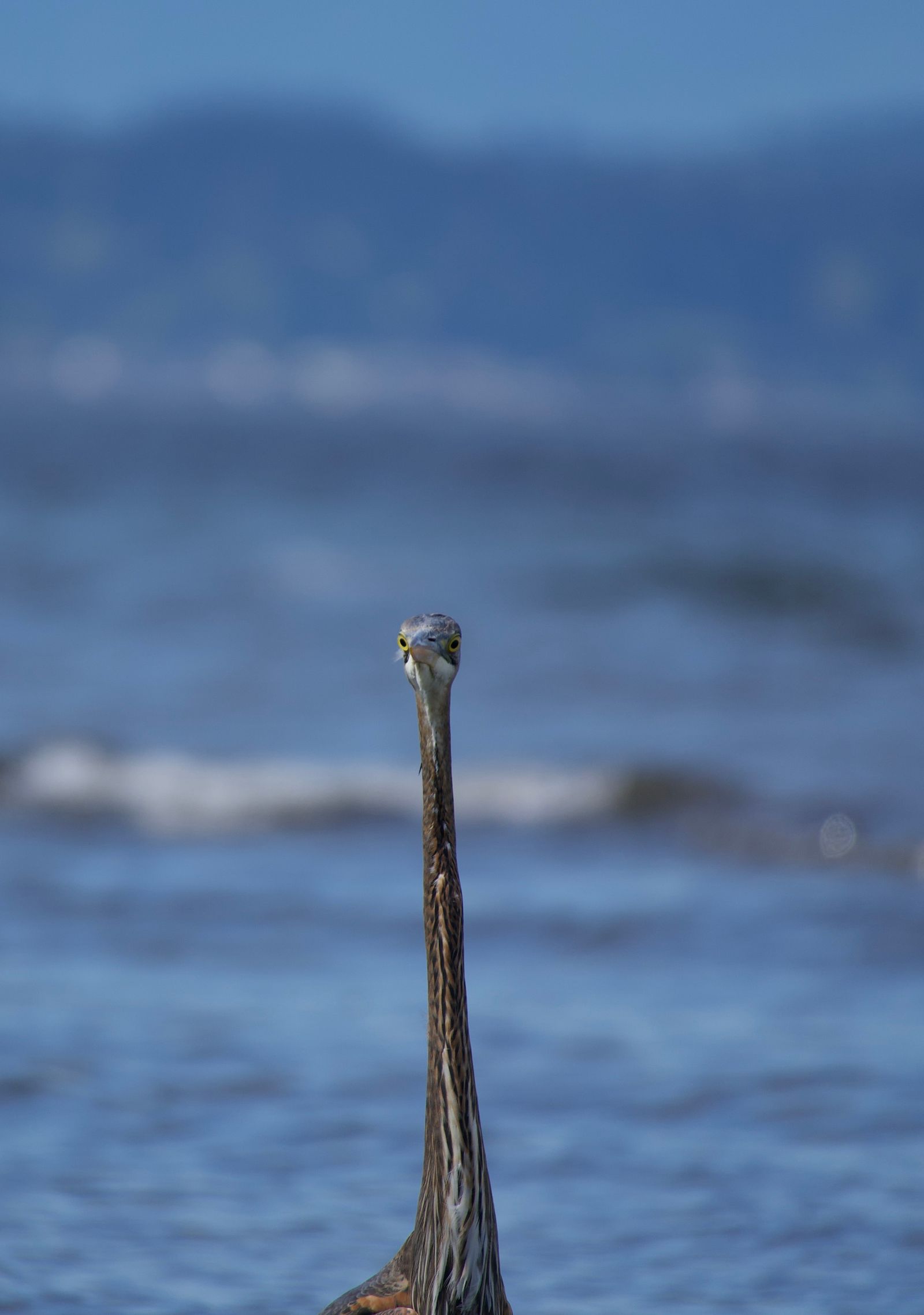 Great blue heron (Ardea herodias) by rippling blue water, Puget Sound