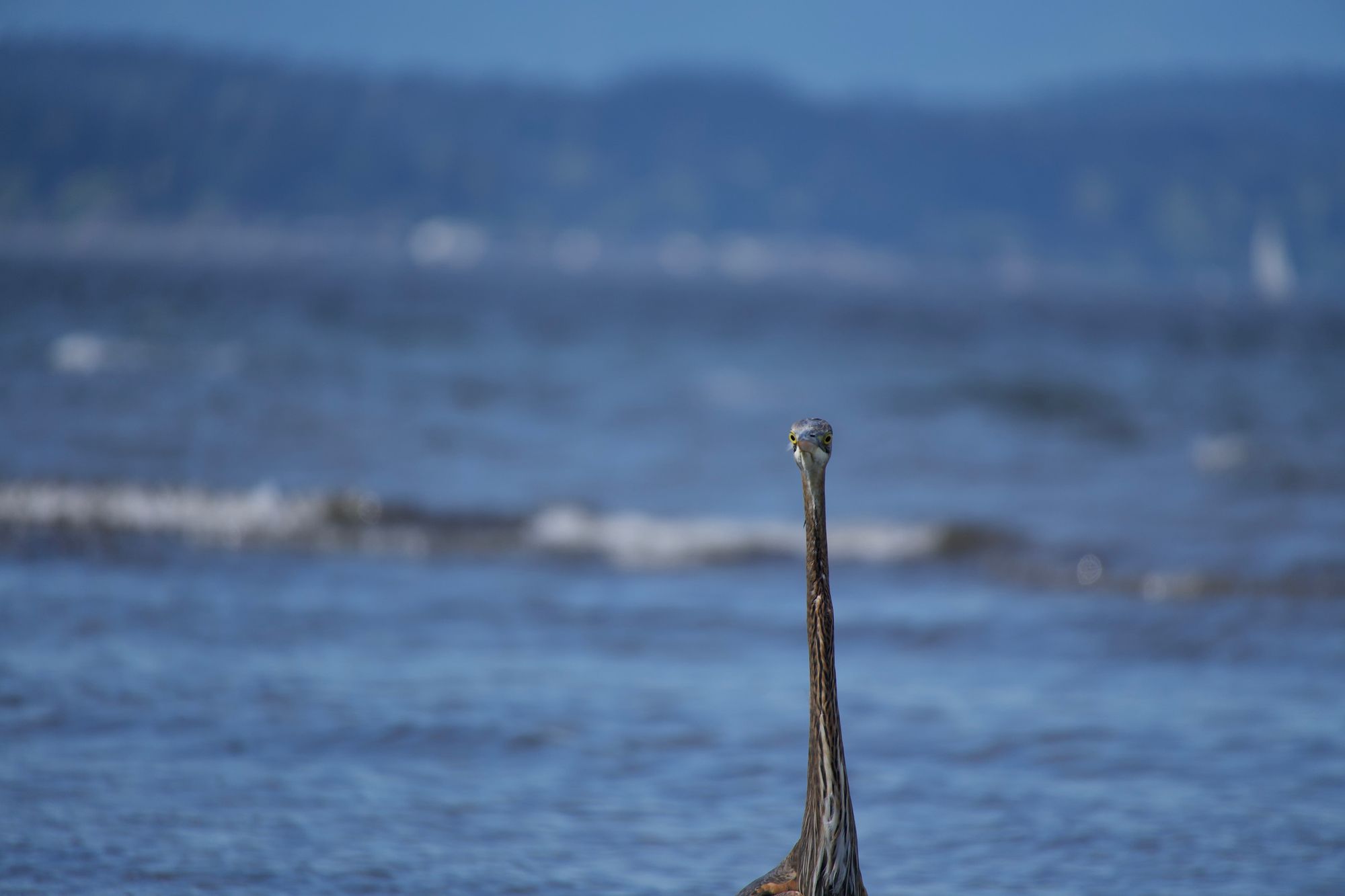 Great blue heron (Ardea herodias) by rippling blue water, Puget Sound