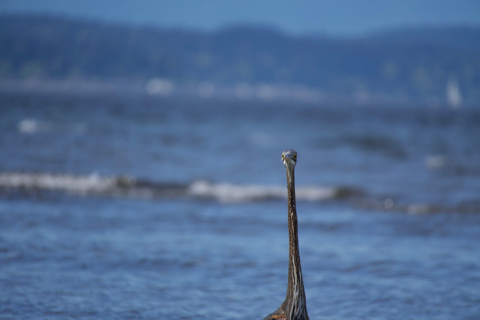 Great blue heron (Ardea herodias) by rippling blue water, Puget Sound