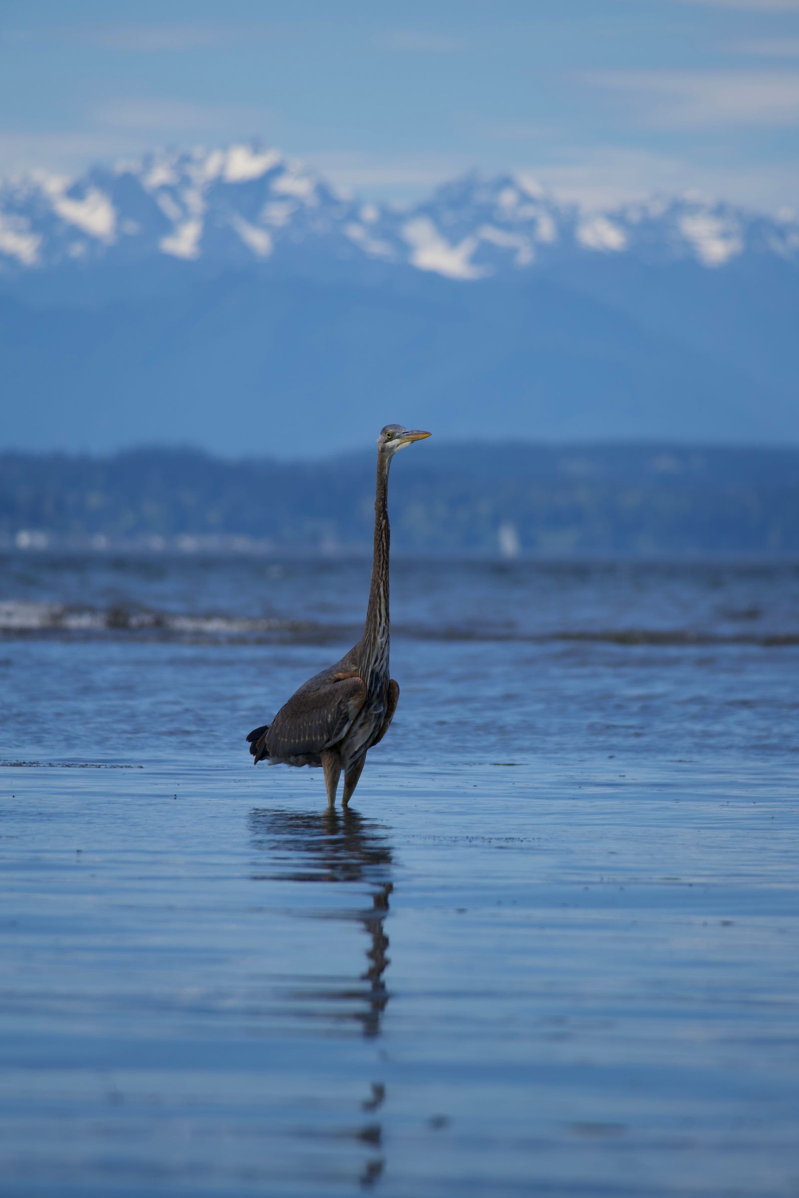 Great blue heron (Ardea herodias) standing in shallow water below snowy mountains, Puget Sound
