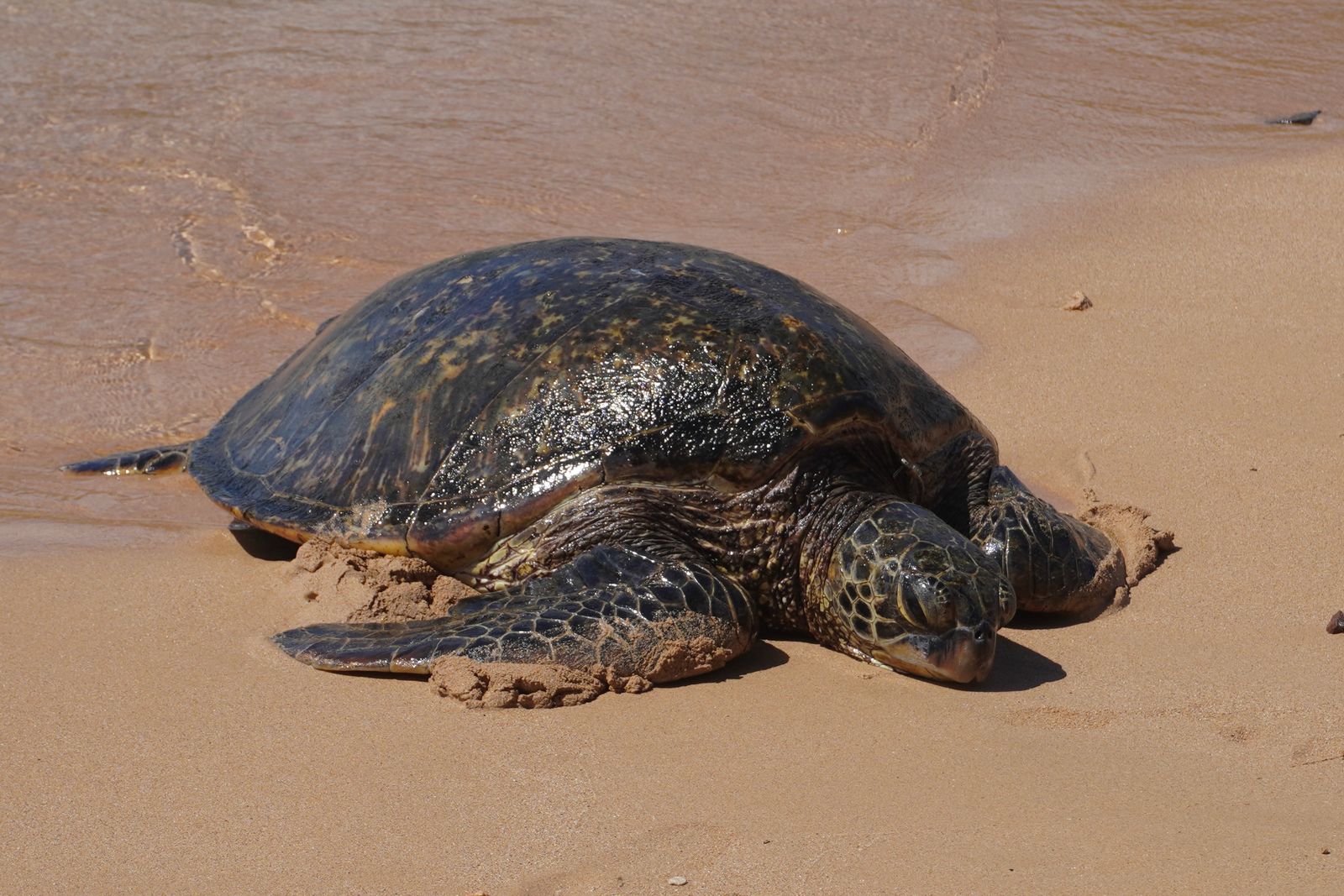 A turtle on wet sand beside shallow water, Northern Kauai