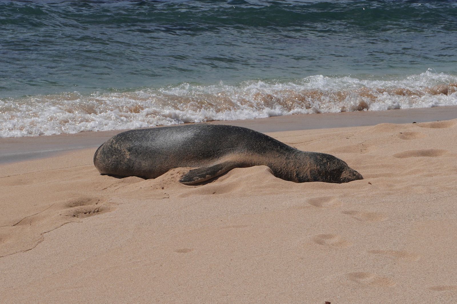 A seal lying on sand beside breaking waves, Northern Kauai