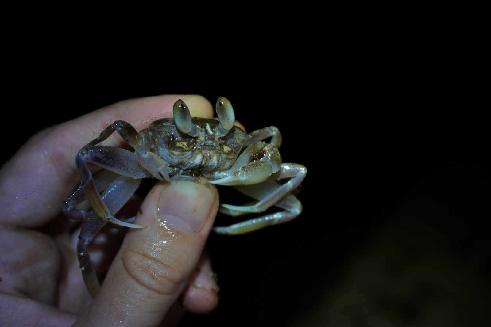 Crab (Ocypode urvillii) held between fingers, Southern Kauai