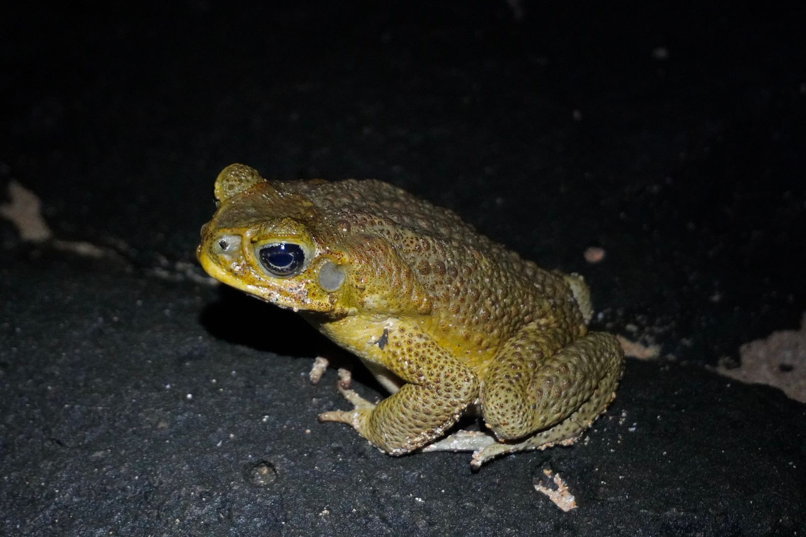 Cane toad (Rhinella marina) crouching in direct light, Southern Kauai