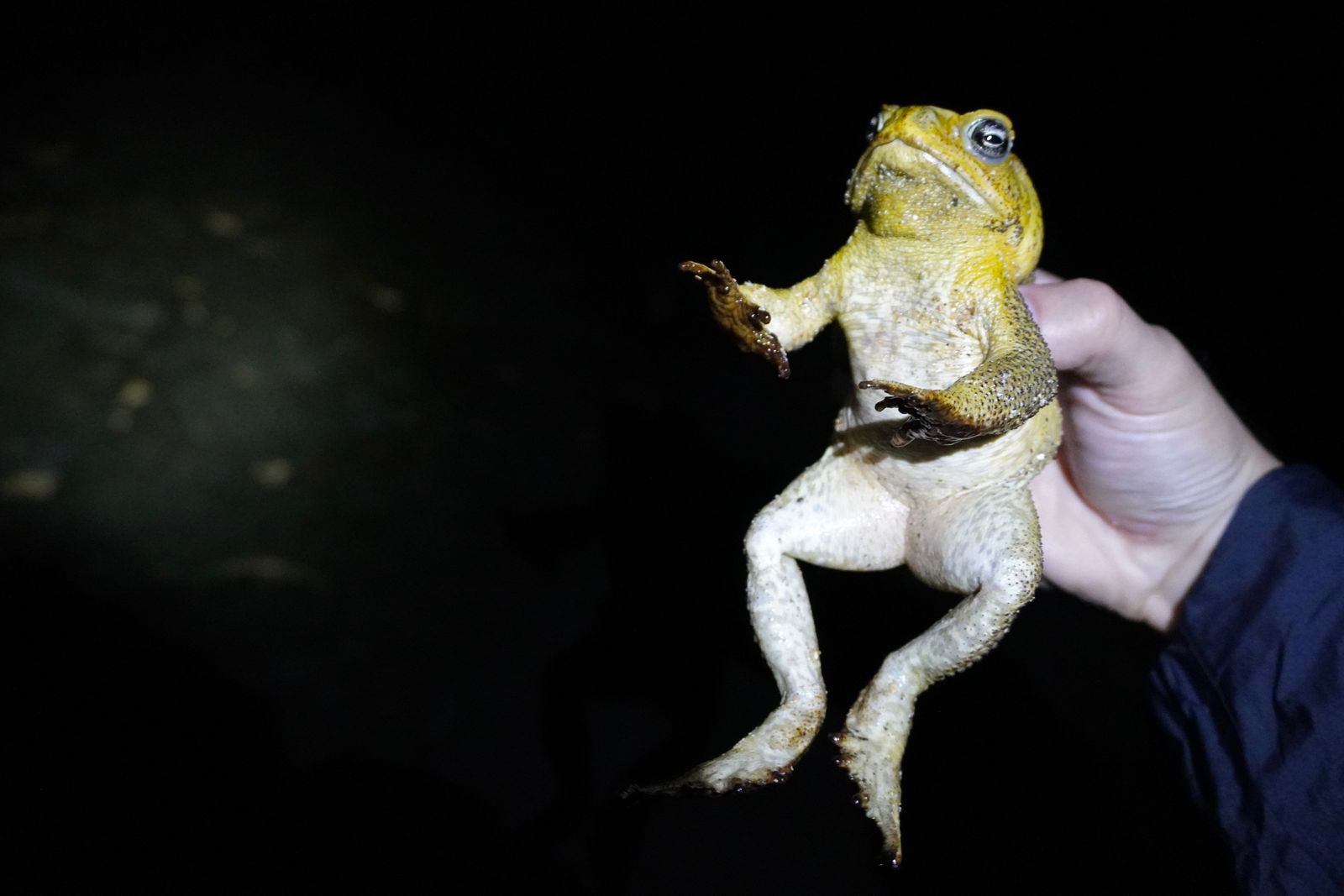 Cane toad (Rhinella marina) held in a hand, Southern Kauai